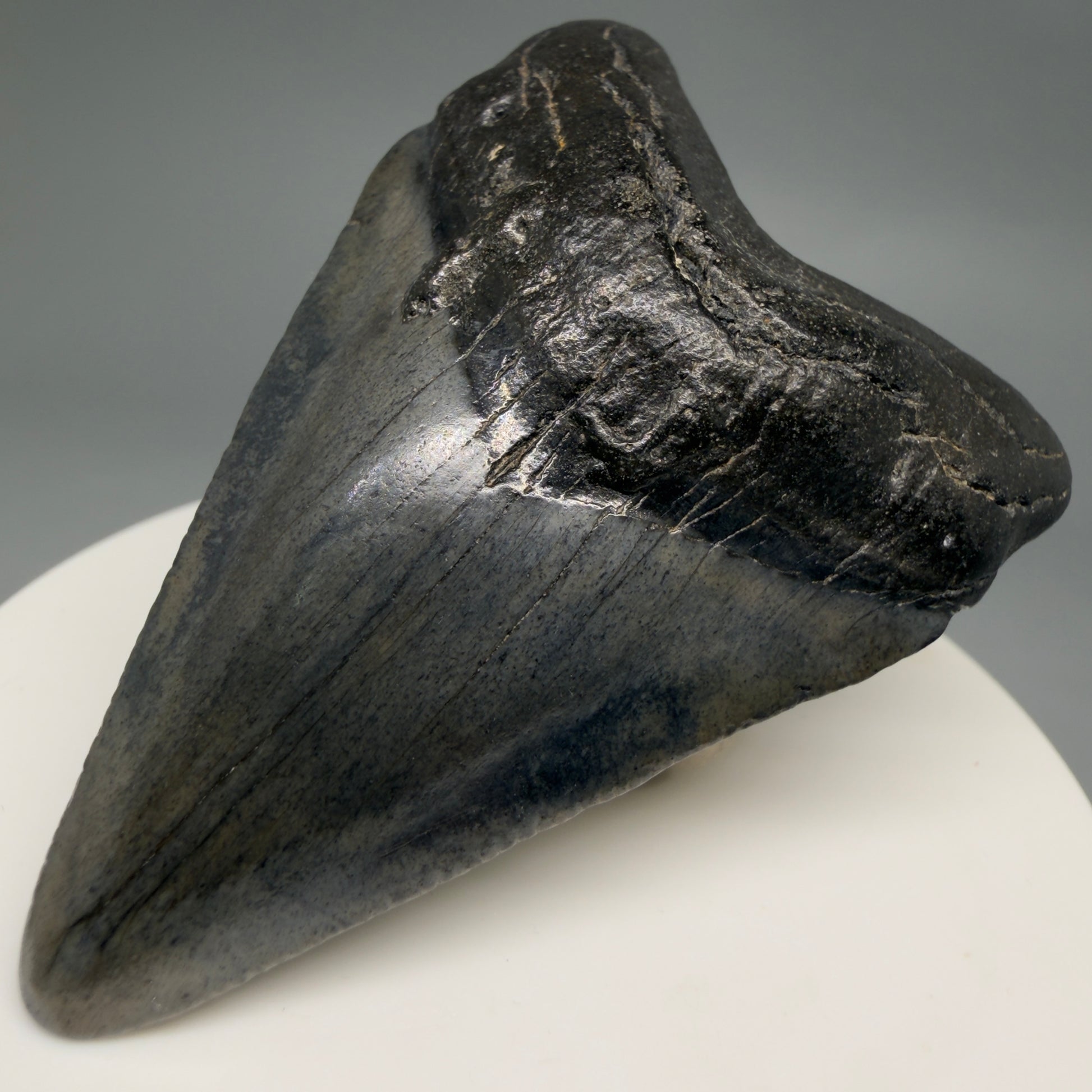 Front Right View 2.45" Colorful Fossil Megalodon Tooth – South Carolina River Find | Authentic Megalodon Tooth CM6550