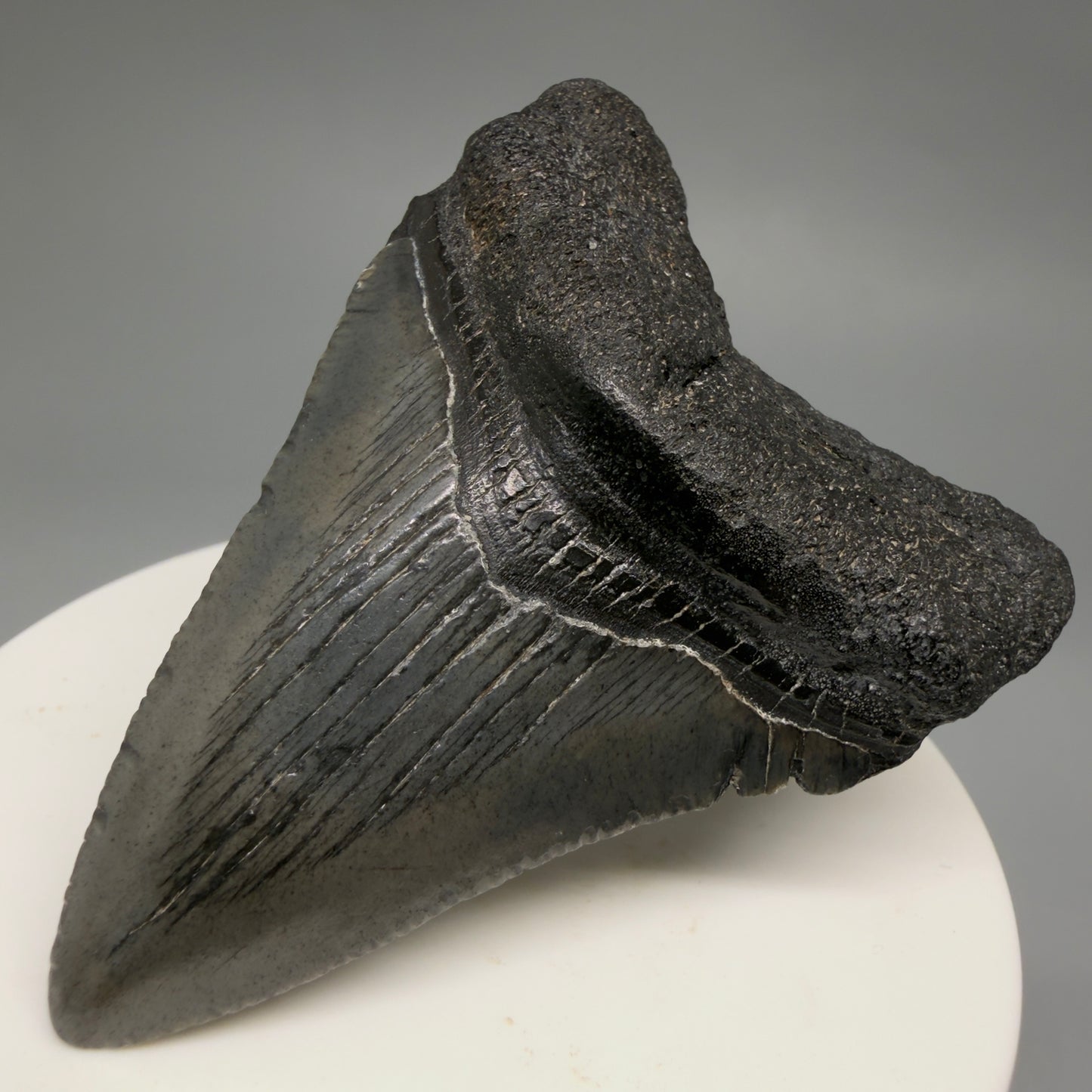 Front Right View 2.50" Colorful Fossil Megalodon Tooth – South Carolina River Find | Authentic CM6486