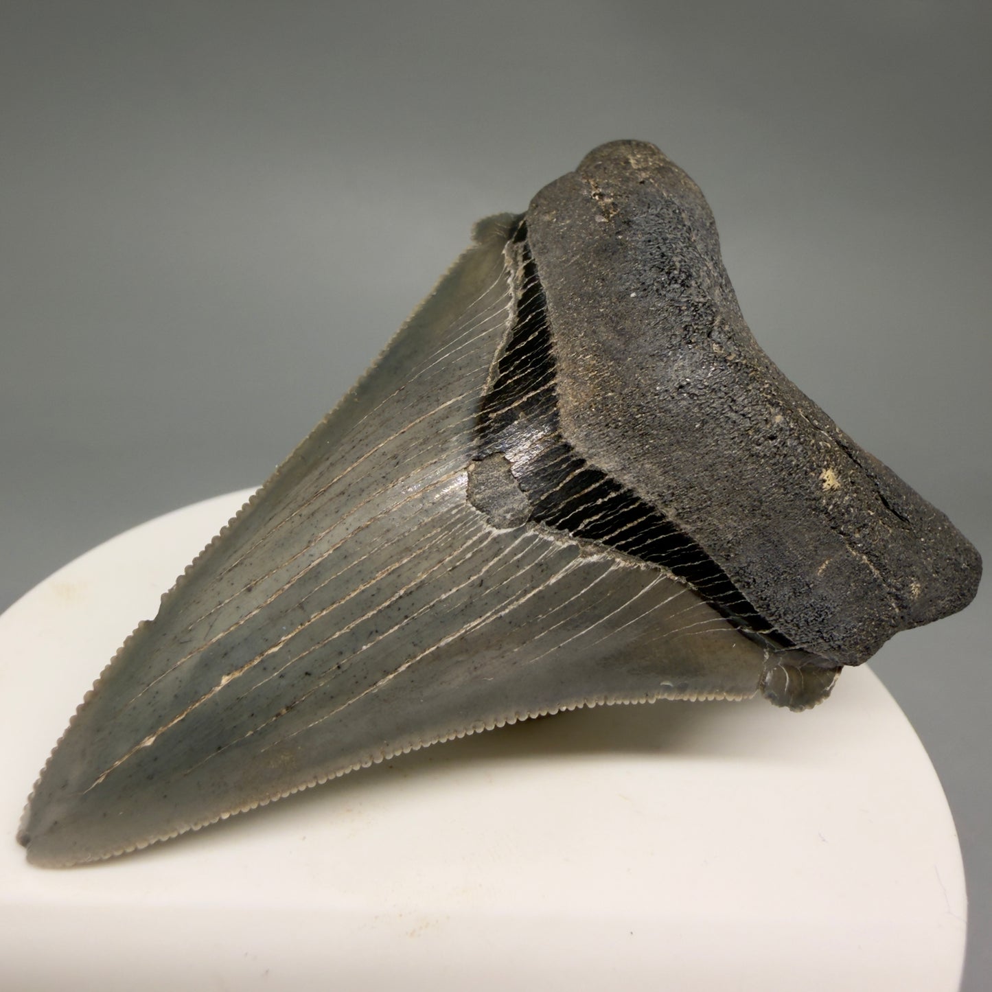 Front Right View 2.52" Serrated Fossil Carcharocles angustidens Shark Tooth from South Carolina AN469