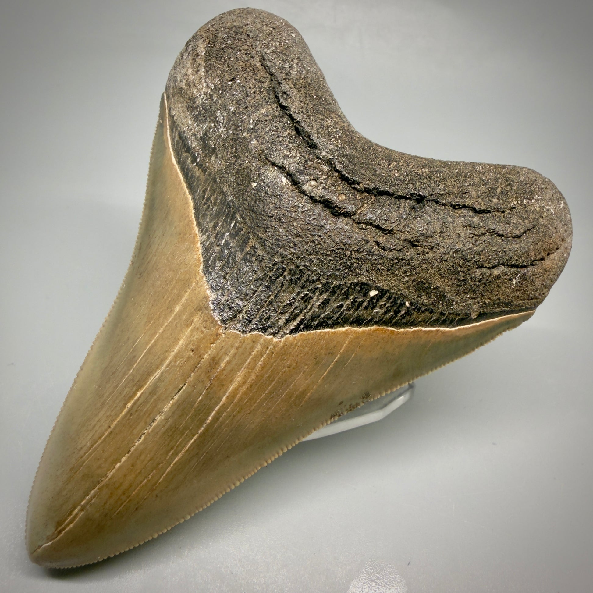 Front Right View 4.21" Fossil Megalodon Shark Tooth - Georgia - Heart-shaped sharply serrated - Collector's Quality megalodonteeth.com CM6530
