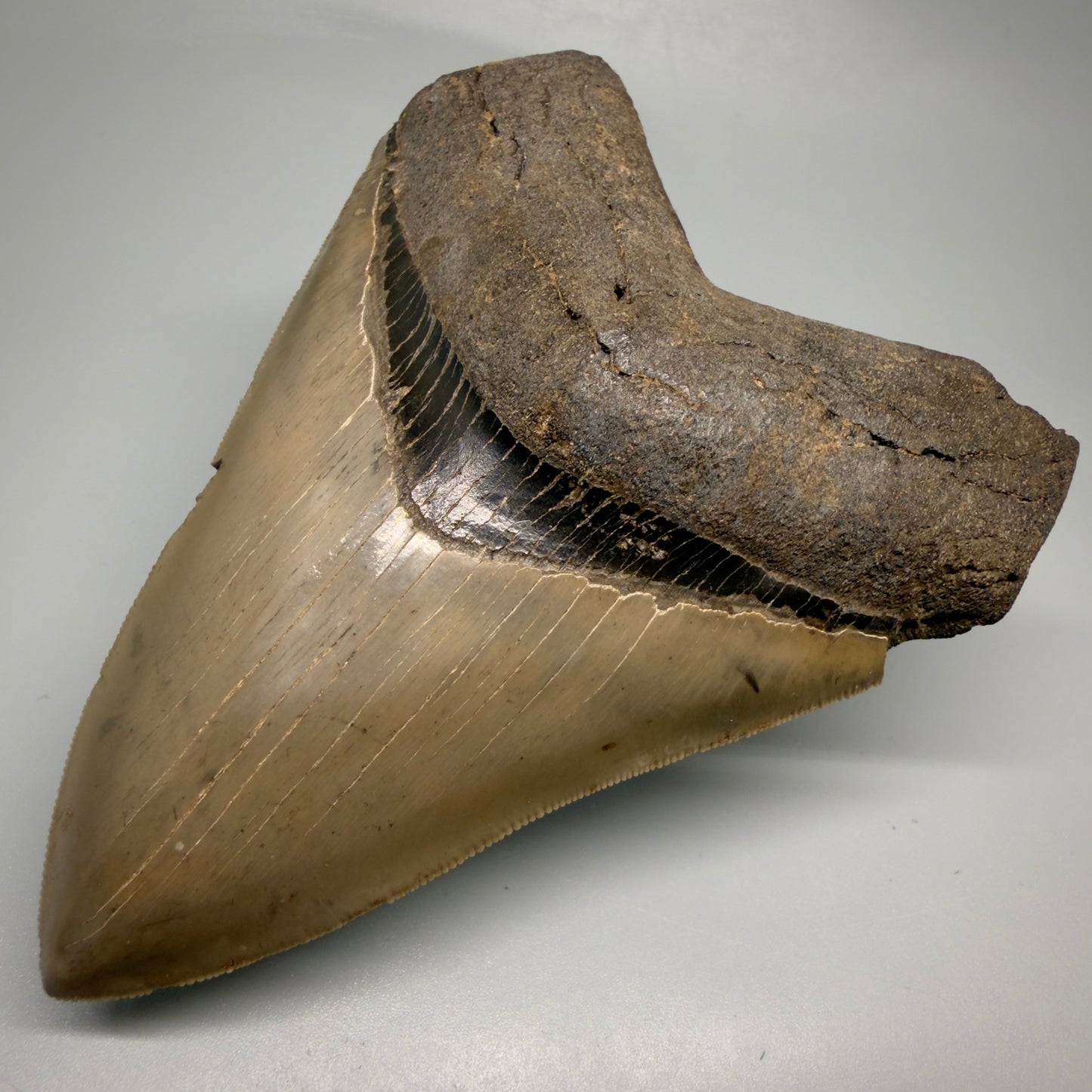 Front Right View 4.74" Fossil Megalodon Shark Tooth - Georgia - Heart-shaped sharply serrated - Collector's Quality megalodonteeth.com CM6533
