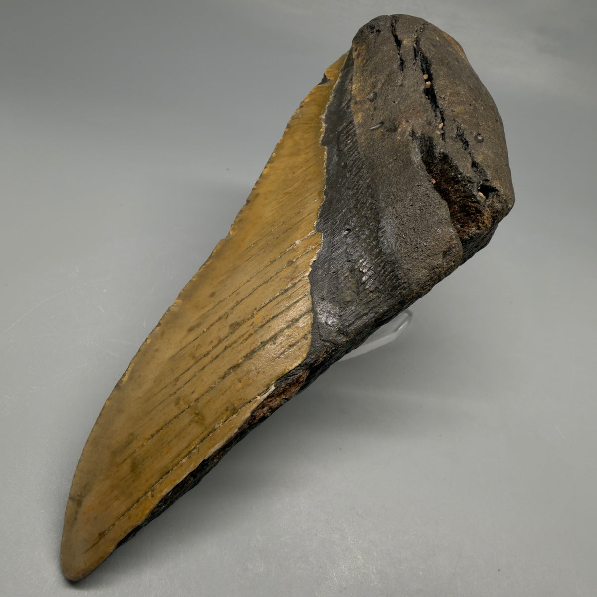 Front Right View 6.02" Authentic Megalodon Tooth – Extra Large, Colorful Fossil from North Carolina megalodonteeth.com CM6760