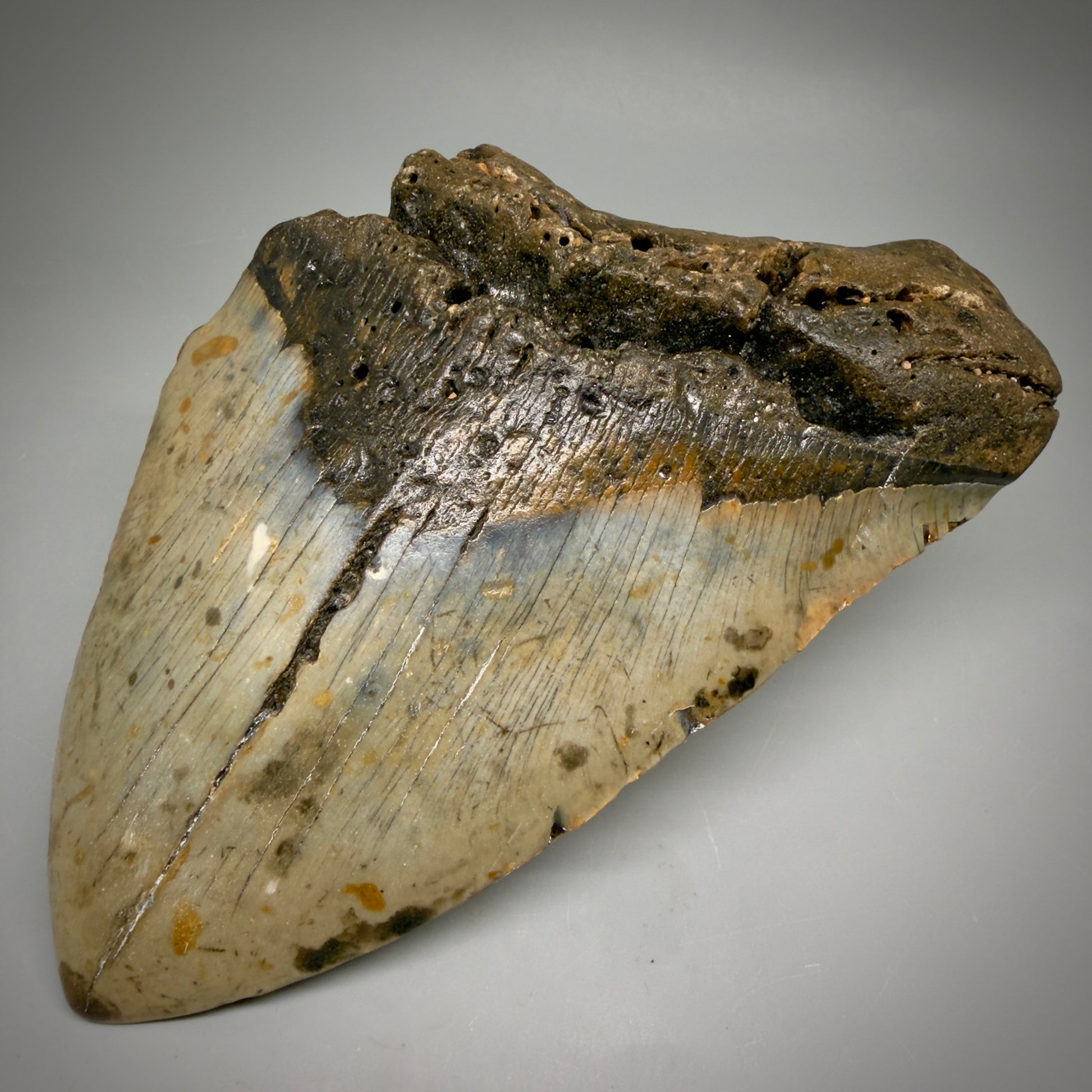 Front Right View 6.03" Authentic Megalodon Tooth – Extra Large, Colorful Fossil from North Carolina megalodonteeth.com CM6613