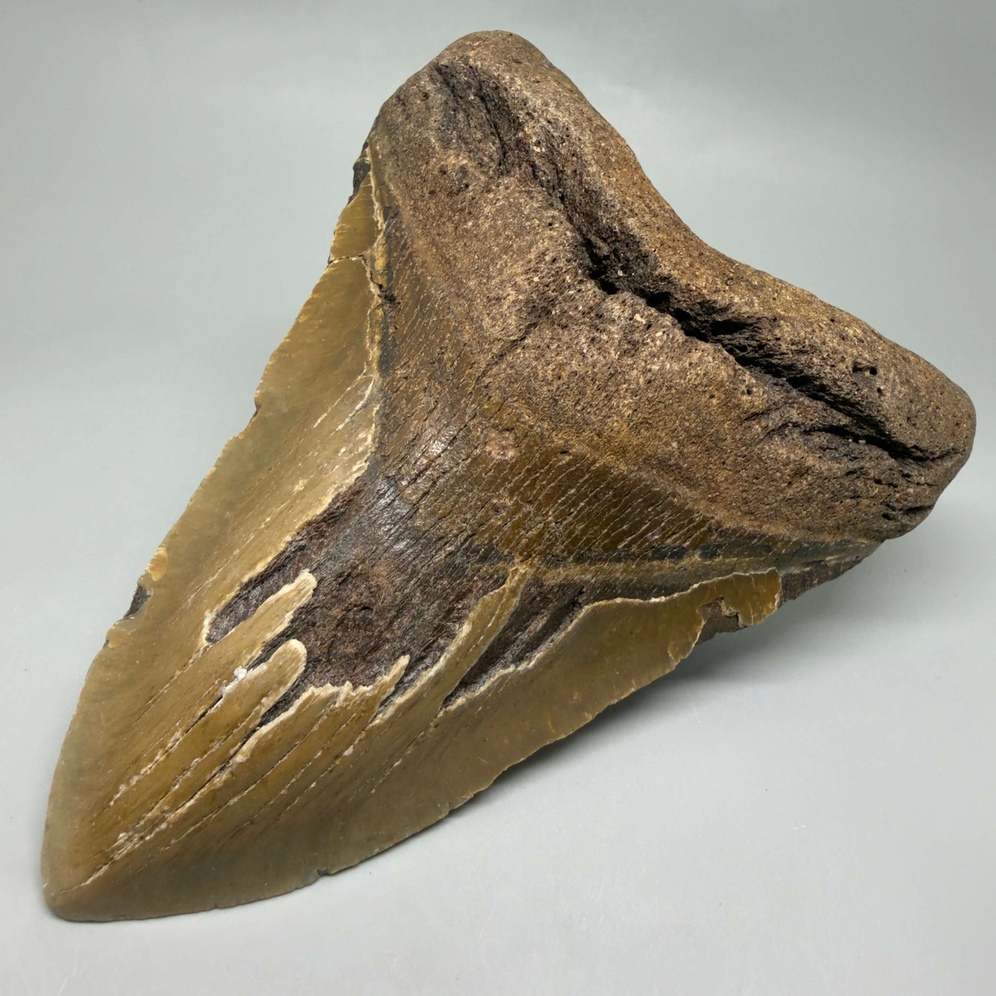 Front Right View  6.03" HUGE Authentic Megalodon Tooth – Extra Large, Colorful Fossil from North Carolina CM6448