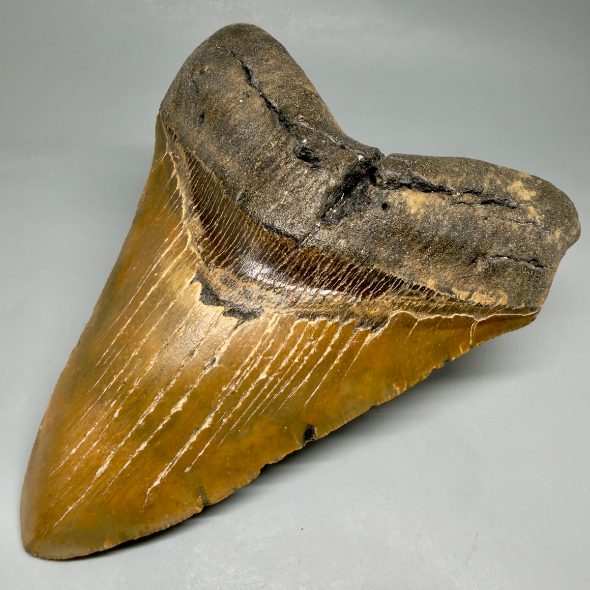 Front Right View 6.07" Authentic Megalodon Tooth – Extra Large, Colorful Fossil from North Carolina megalodonteeth.com MJ108