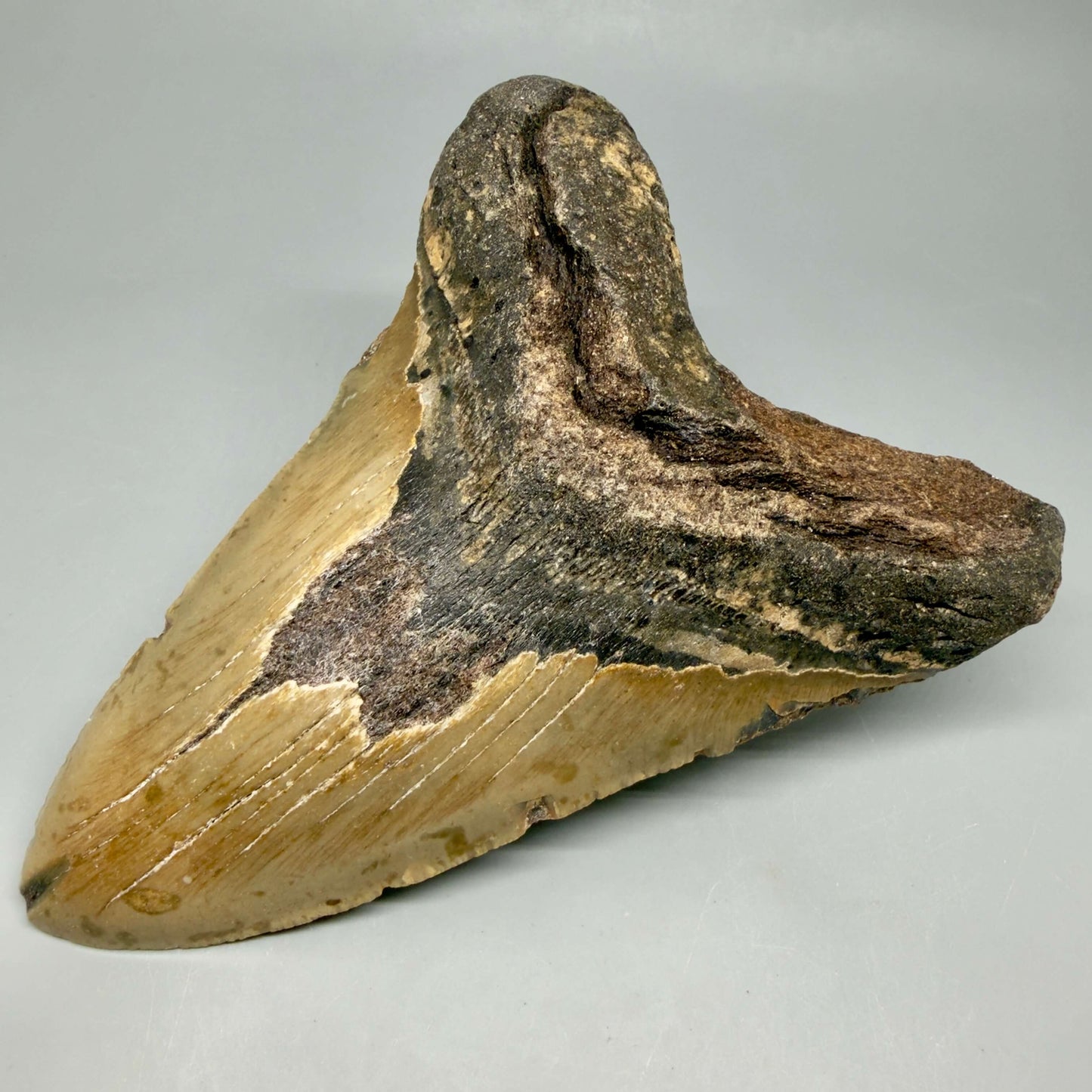 Front Right View 6.08" Authentic Megalodon Tooth – Extra Large, Colorful Fossil from North Carolina CM6448
