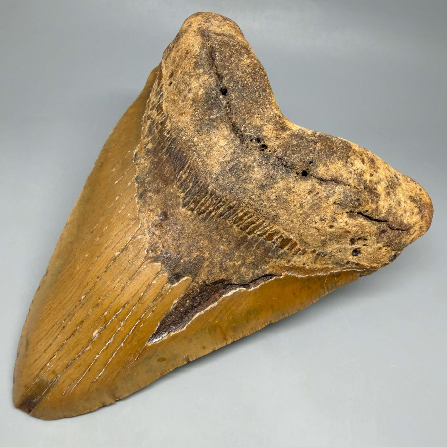 Front Right View 6.32" HUGE Authentic Megalodon Tooth – Extra Large, Colorful Fossil from North Carolina CM6447