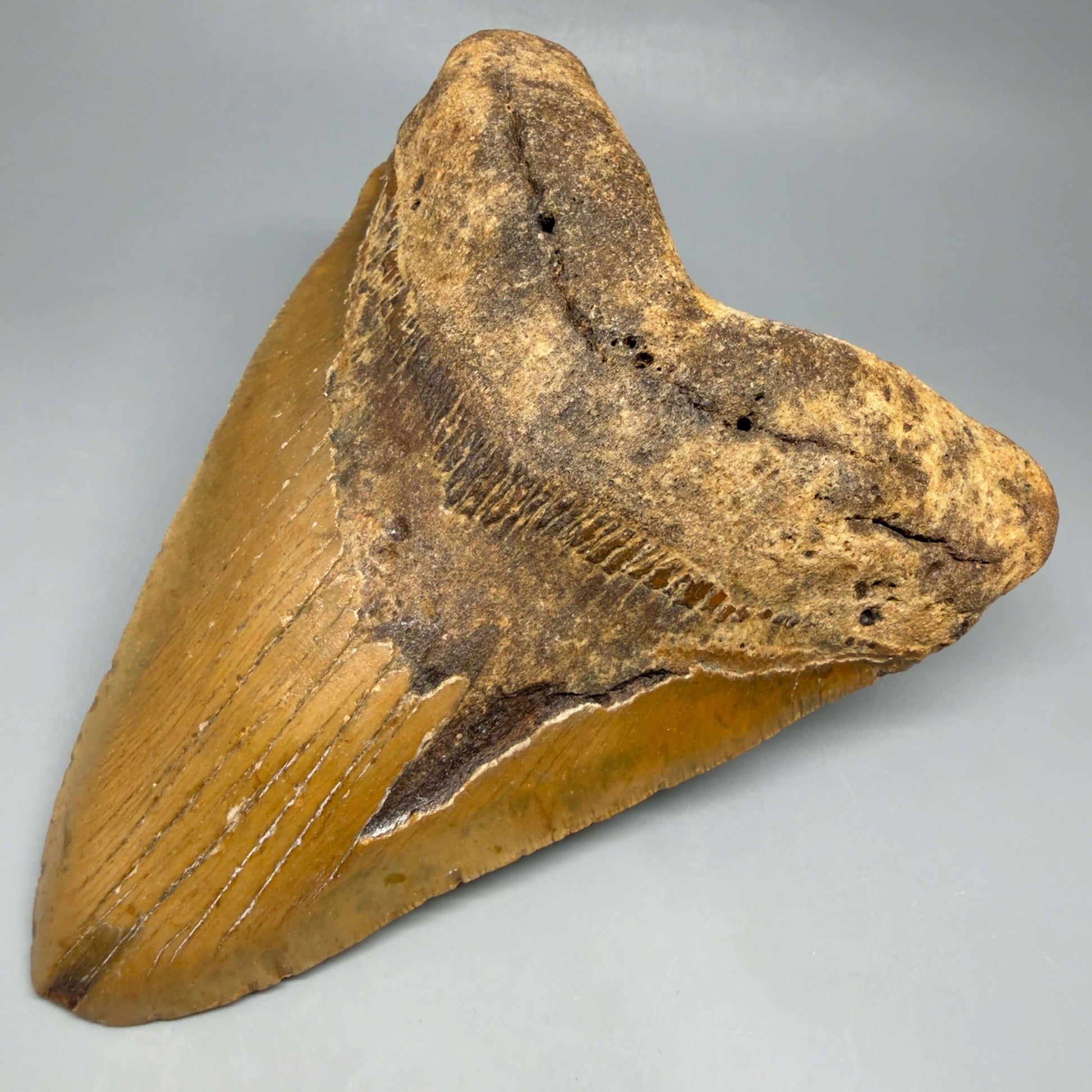 Front Right View 6.32" HUGE Authentic Megalodon Tooth – Extra Large, Colorful Fossil from North Carolina CM6447