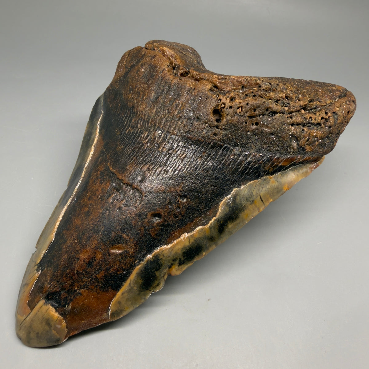 Front Right View 6.37" Authentic Megalodon Tooth – Extra Large, Colorful Fossil from North Carolina megalodonteeth.com CM6762