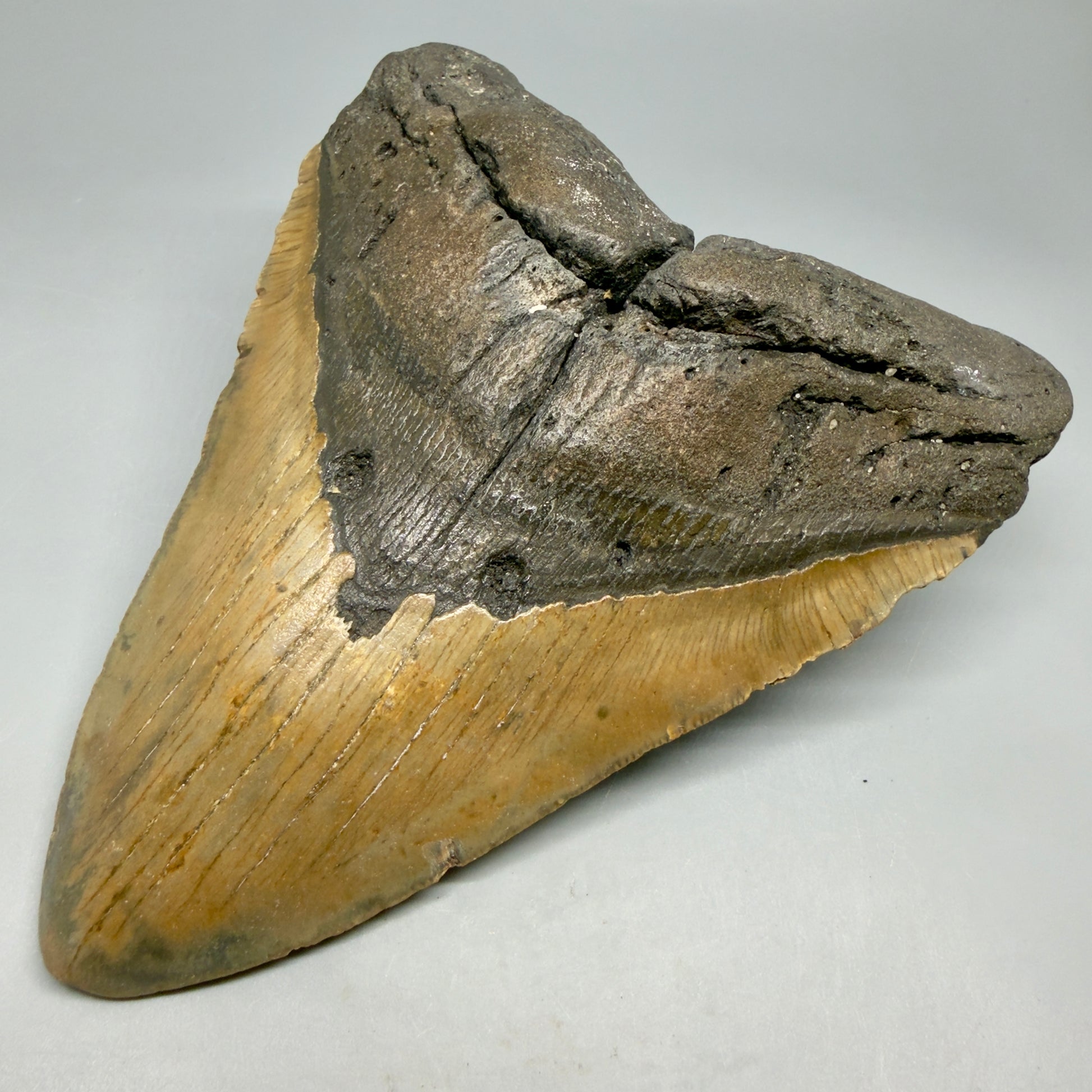 Front Right View 6.53" HUGE Authentic Megalodon Tooth – Extra Large, Colorful Fossil from North Carolina CM6450