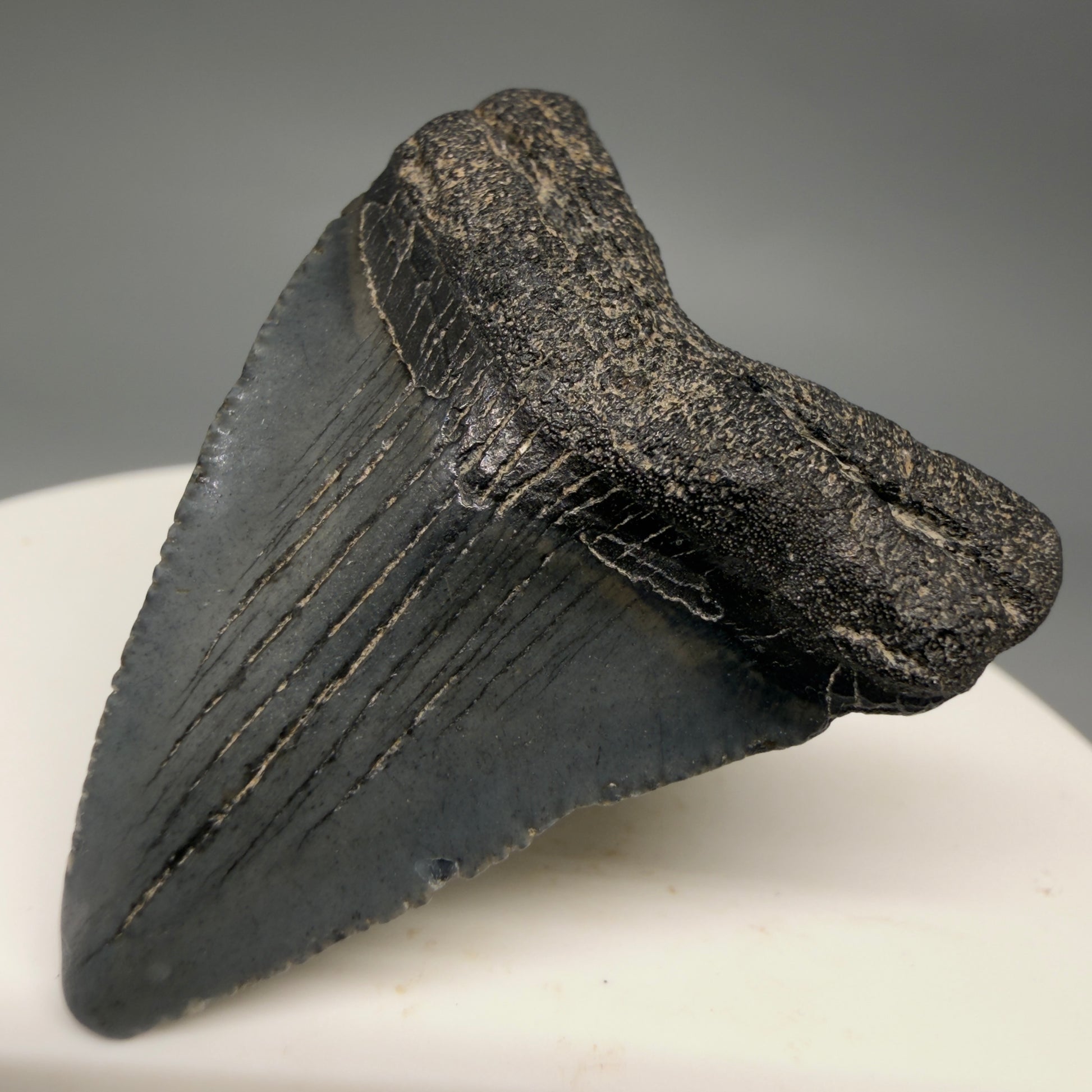 Front Right View Affordable 1.60" Colorful Fossil Megalodon Tooth – South Carolina River Find | Authentic megalodonteeth.com CM6536