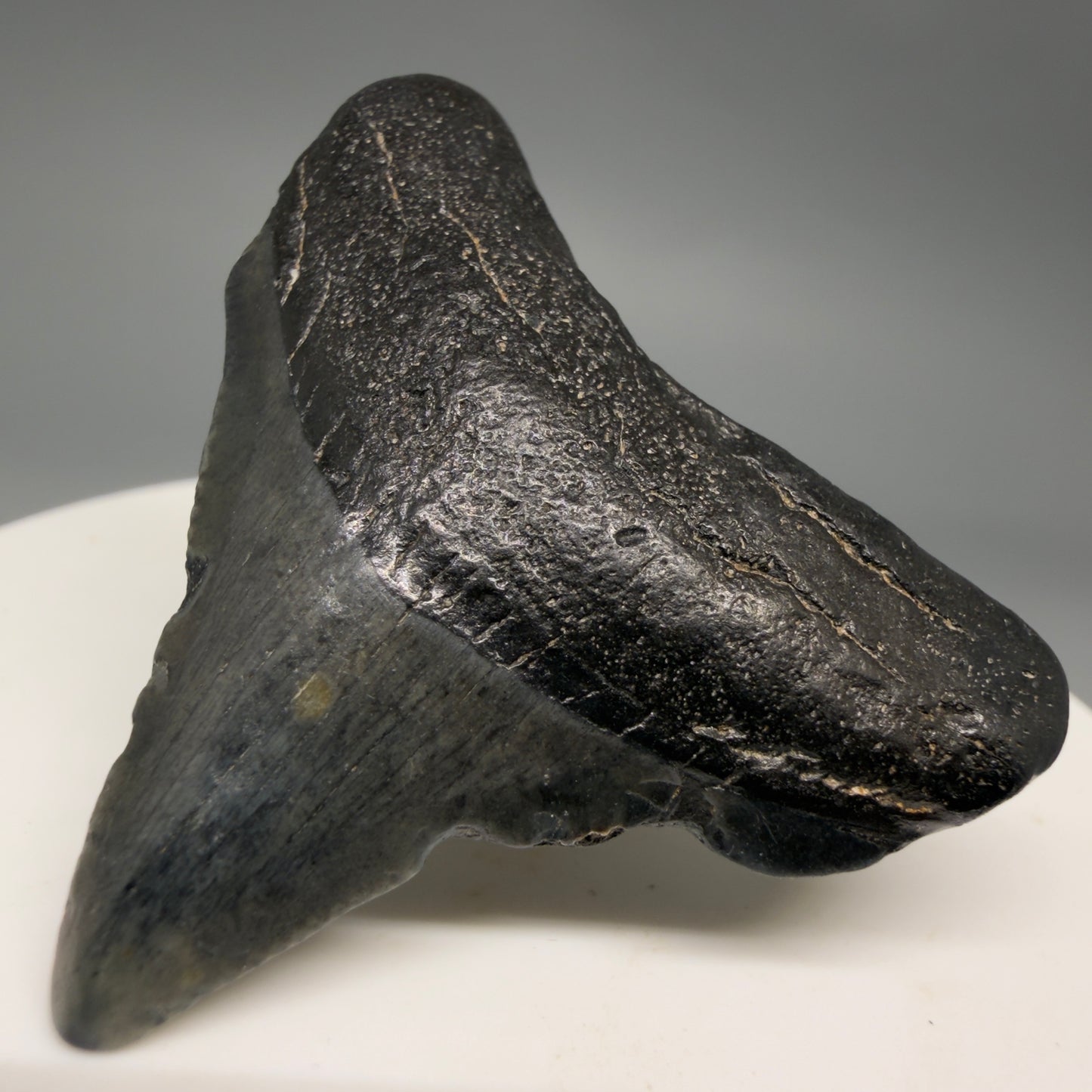 Front Right View Affordable 1.67" Colorful Fossil Megalodon Tooth – South Carolina River Find | Authentic megalodonteeth.com CM6537