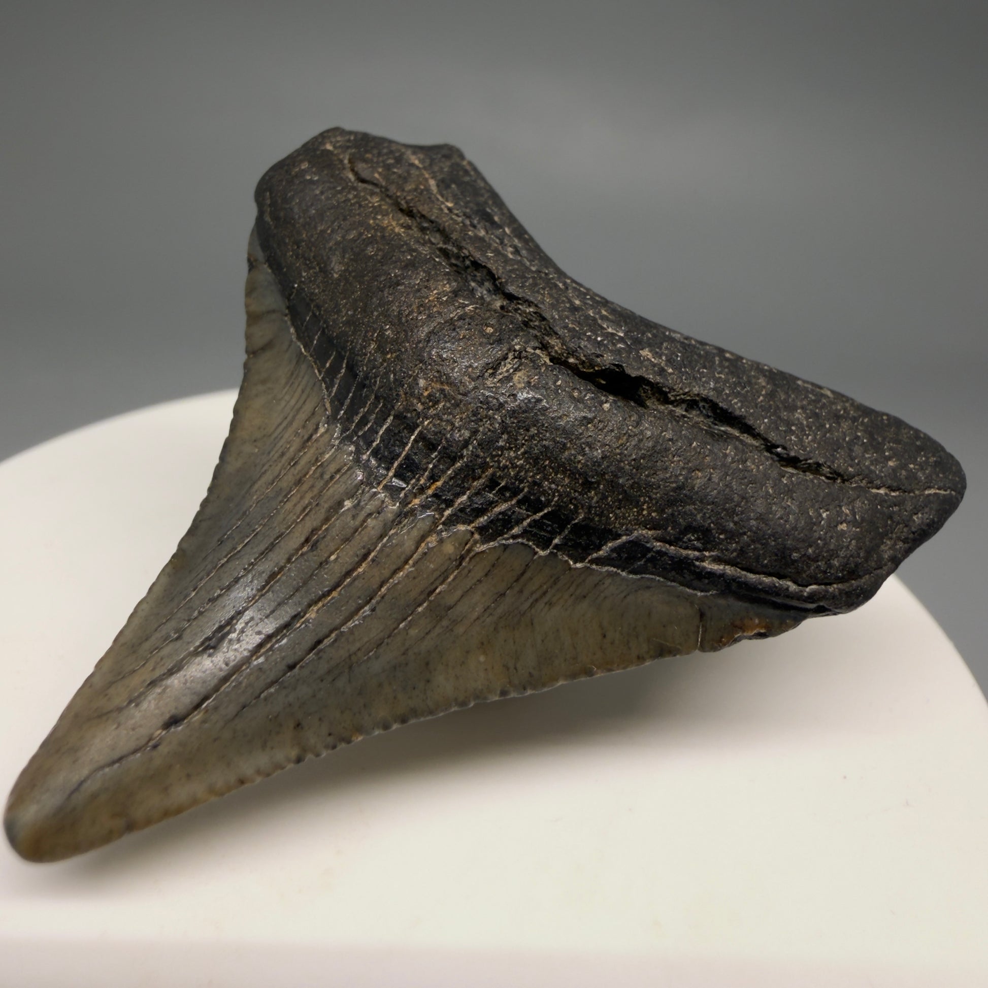 Front Right View Affordable 1.91" Colorful Fossil Megalodon Tooth – South Carolina River Find | Authentic megalodonteeh.com CM6540