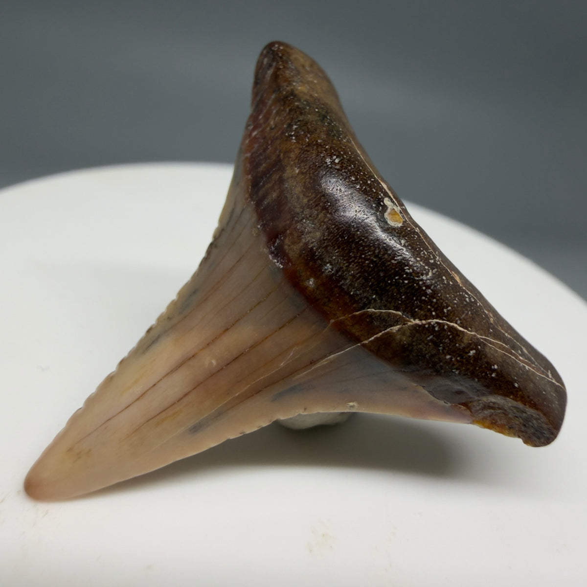 Front Right View Affordable, colorful 1.30" long Fossil Great White Tooth from the deserts of Peru megalodonteeth.com GW1376