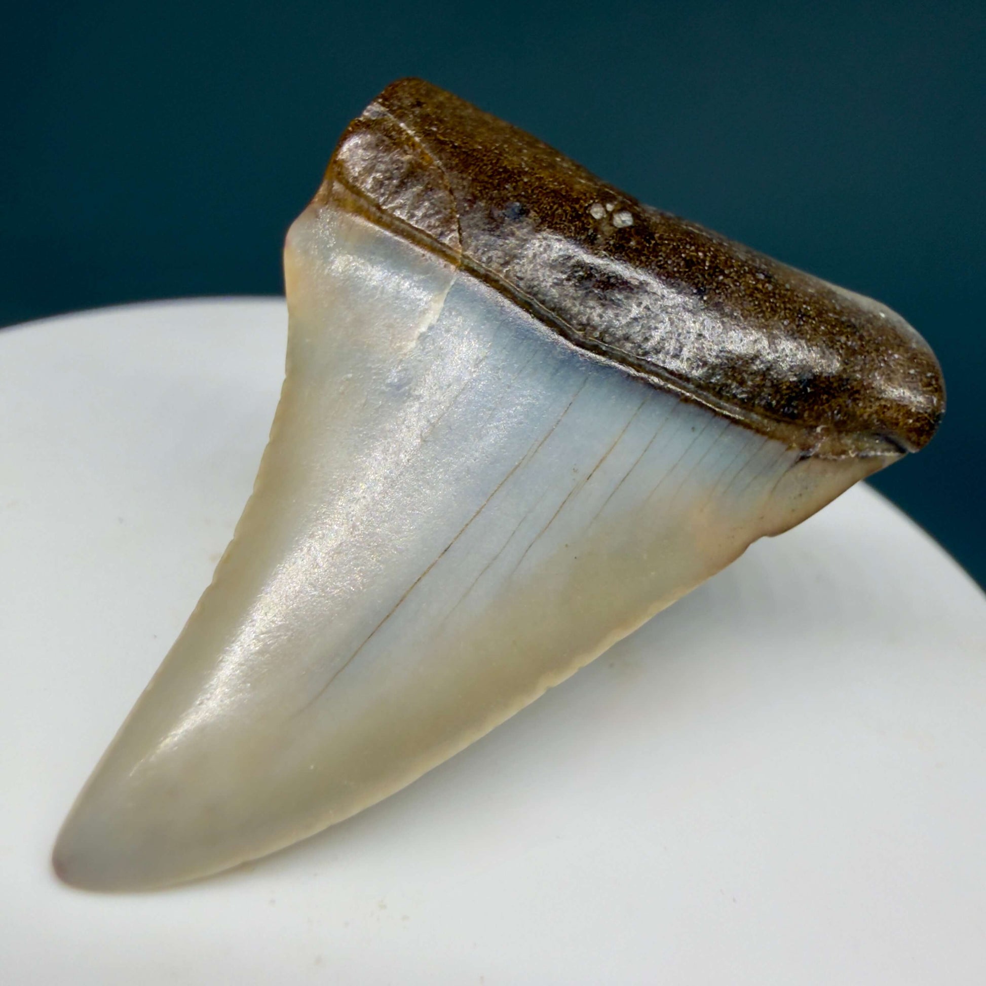 Front Right View Affordable, colorful 1.64" long Fossil Great White Tooth from the deserts of Peru GW1358