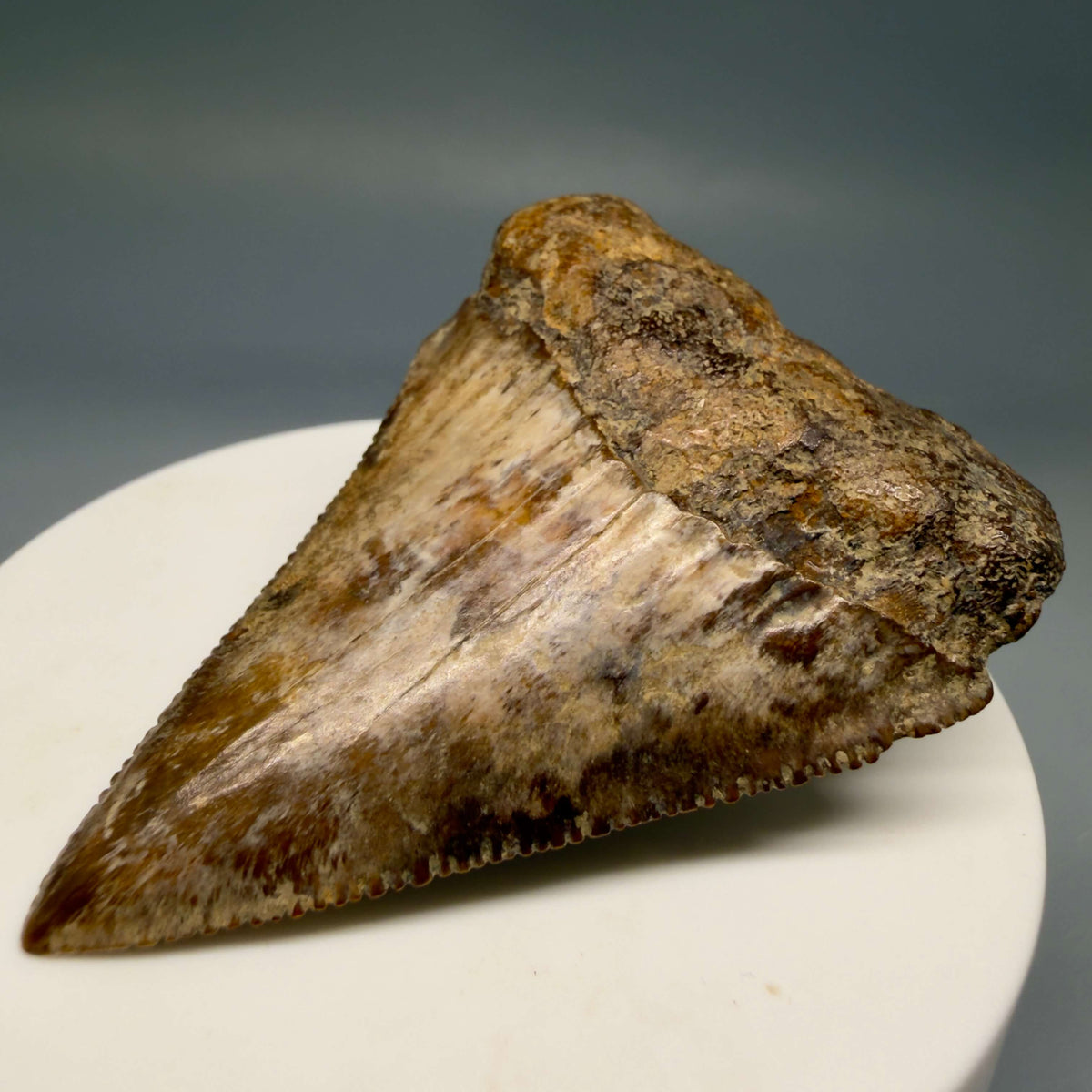 Front Right View Amazing colors and prints, sharply serrated 2.35" Fossil Great White Shark Tooth - Indonesia megalodonteeth.com GW1406