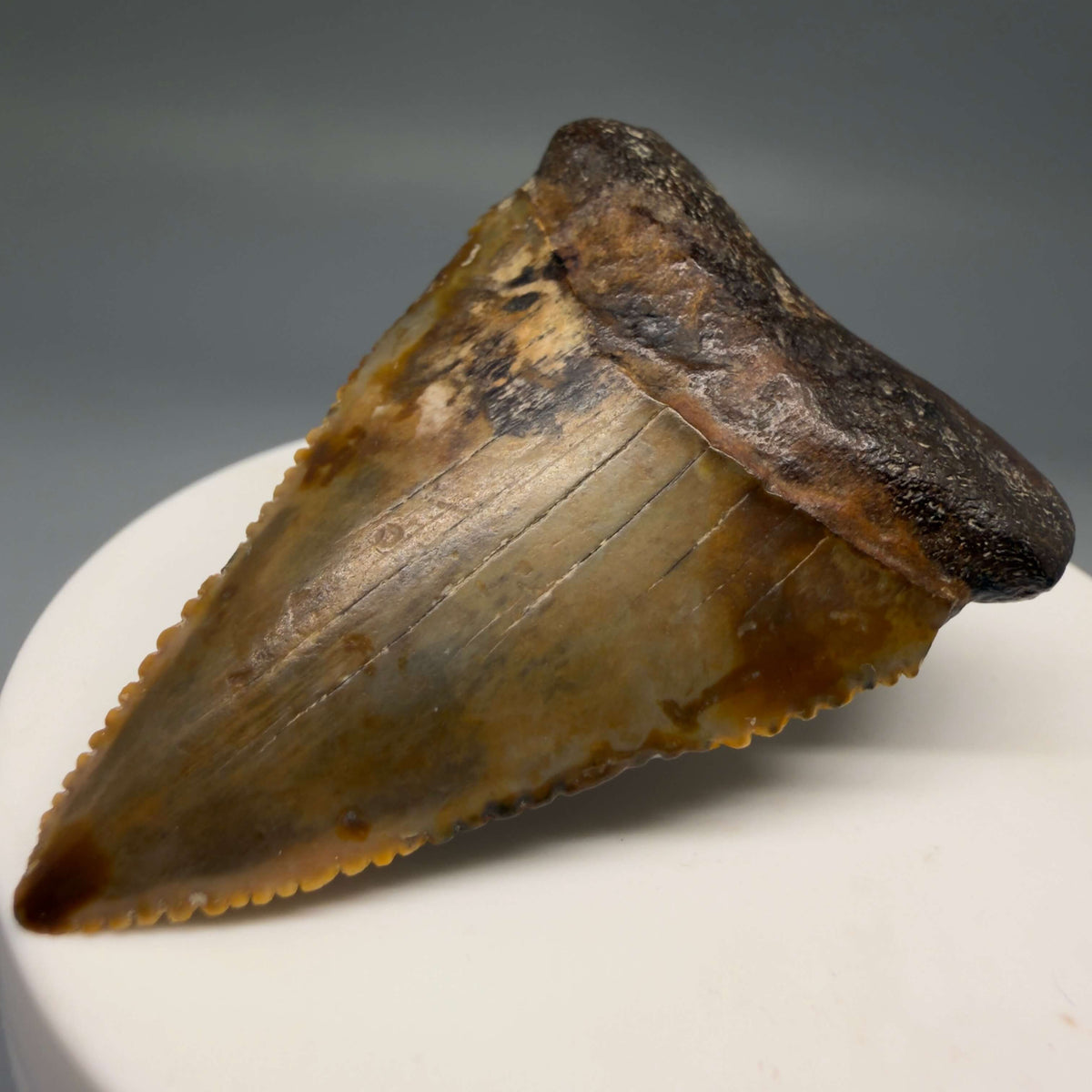 Front Right View Amazing colors and prints, sharply serrated, collector's quality 2.10" Fossil Great White Shark Tooth - Indonesia megalodonteeth.com GW1405