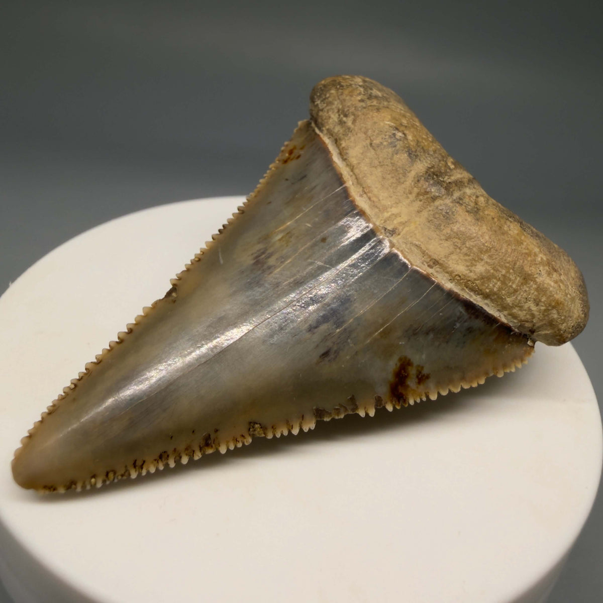 Front Right View Amazing colors and prints, sharply serrated, collector's quality 2.39" Fossil Great White Shark Tooth - Indonesia megalodonteeth.com GW1407