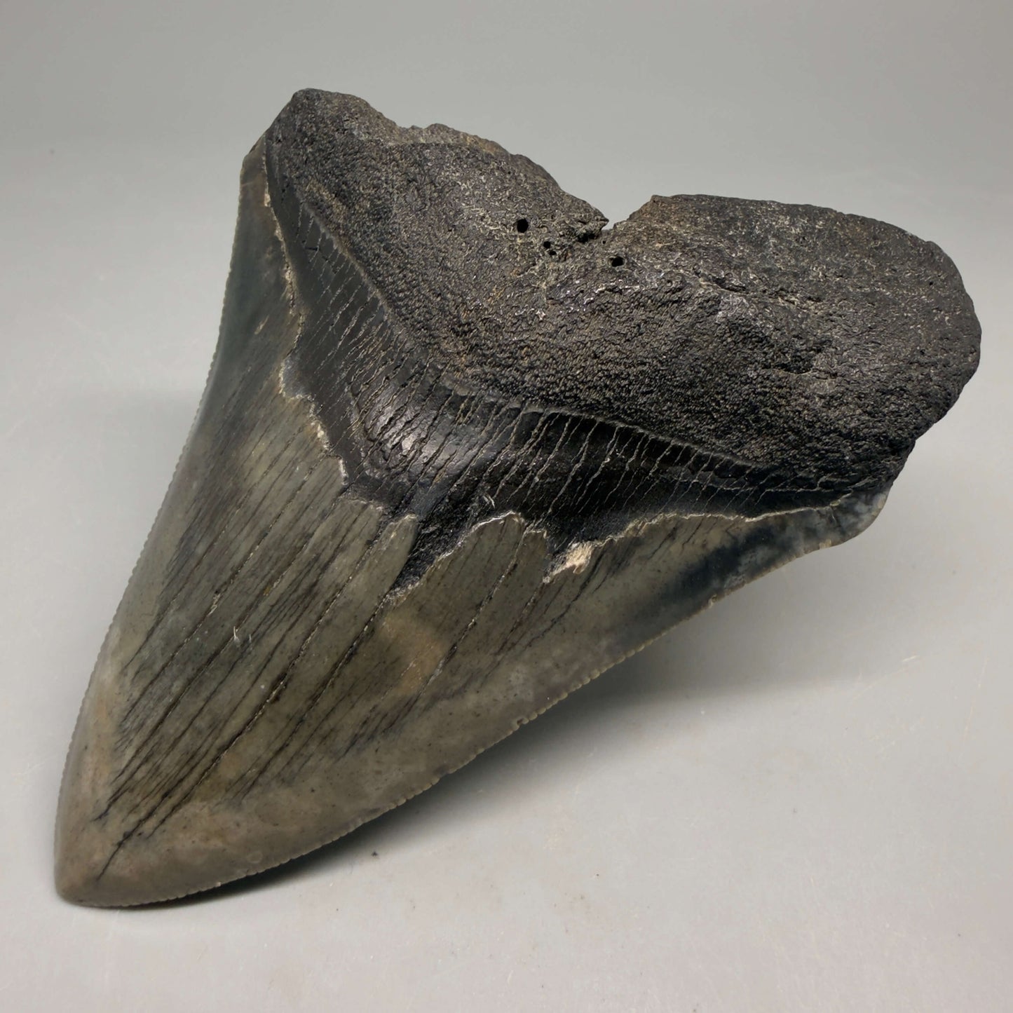 Front Right View Authentic 4.17" Megalodon Tooth from South Carolina – Great Shape megalodonteeth.com CM5555