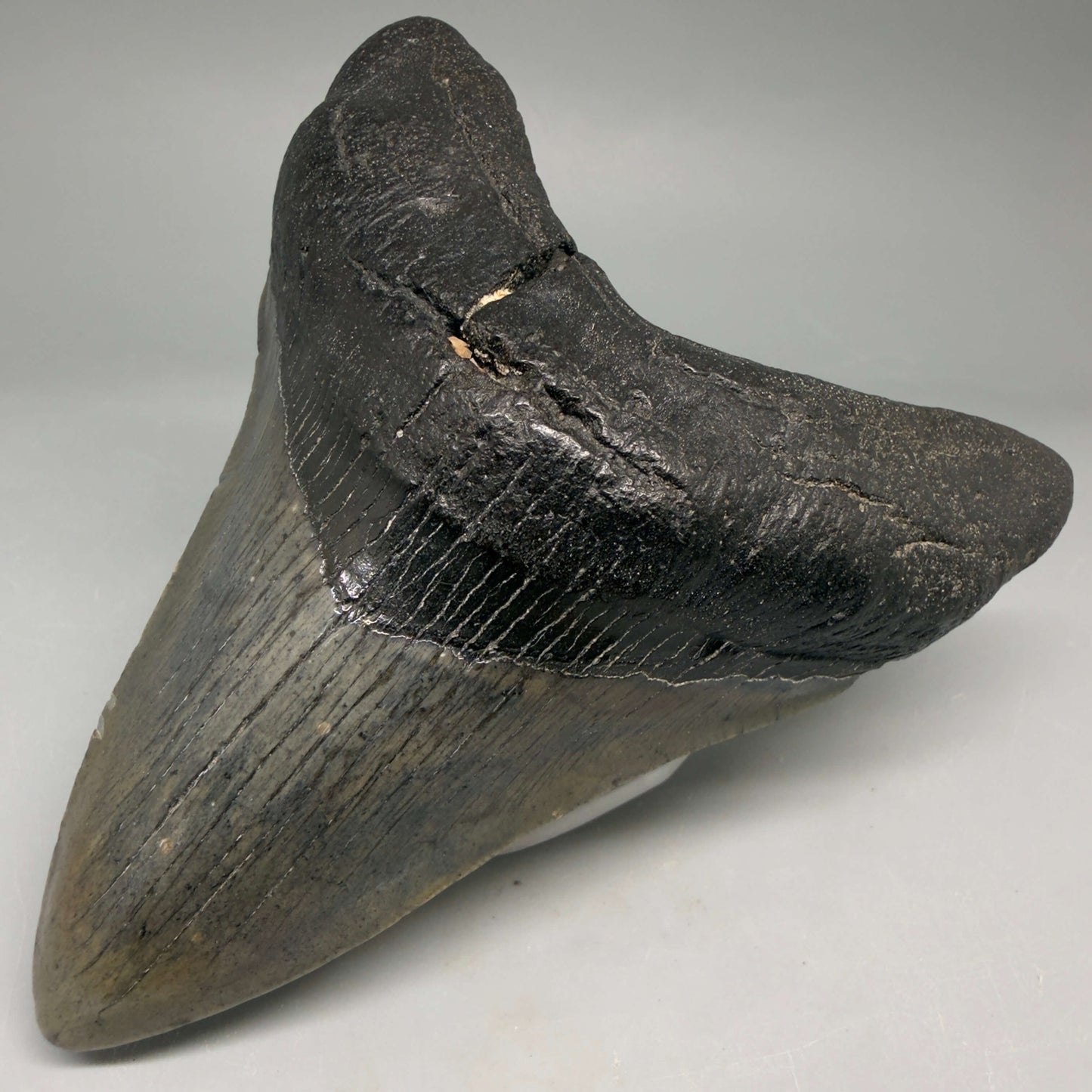 Front Right View Authentic 4.53" Megalodon Tooth from South Carolina – Great Shape megalodonteeth.com CM6670