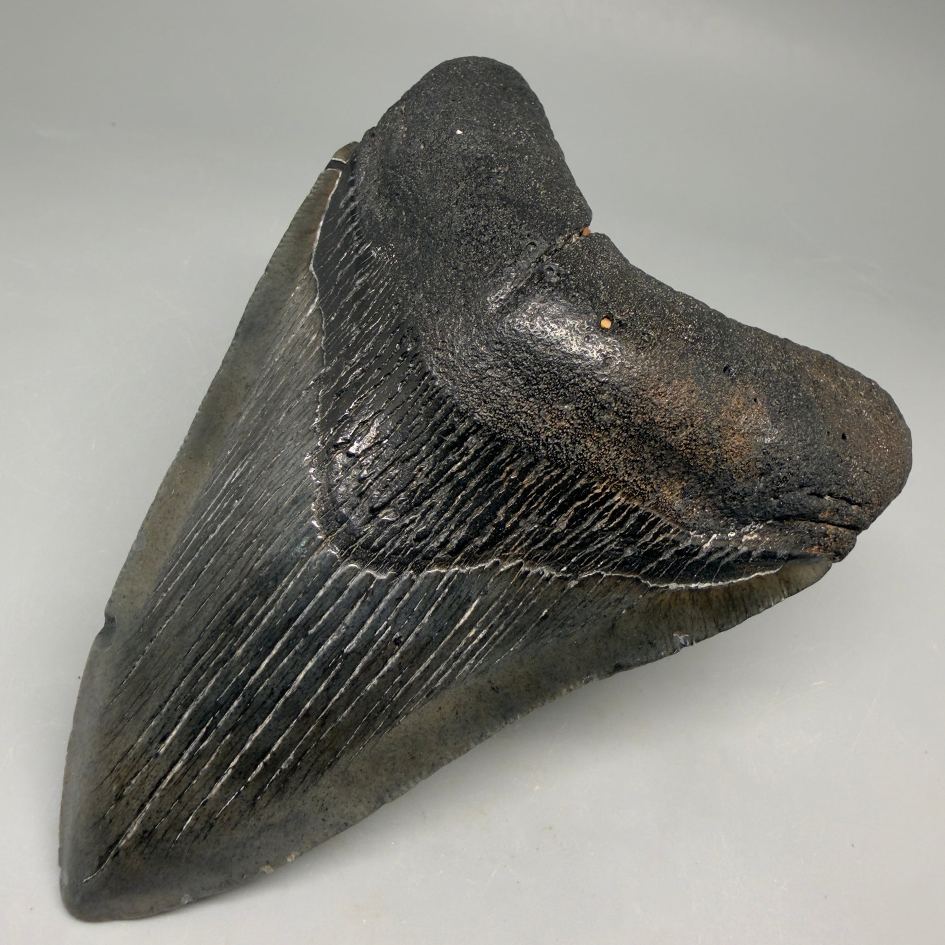 Front Right View Authentic 4.72" Megalodon Tooth from South Carolina – Great Shape megalodonteeth.com CM6673