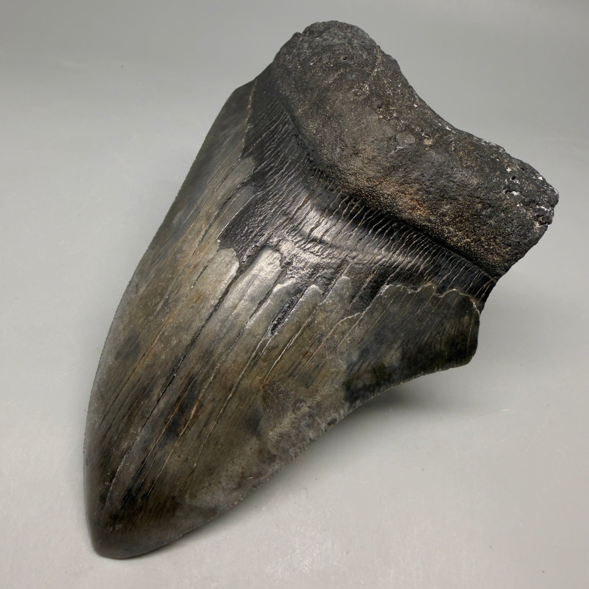 Front Right View Authentic 4.90" Megalodon Tooth from South Carolina – Great Shape megalodonteeth.com CM6674
