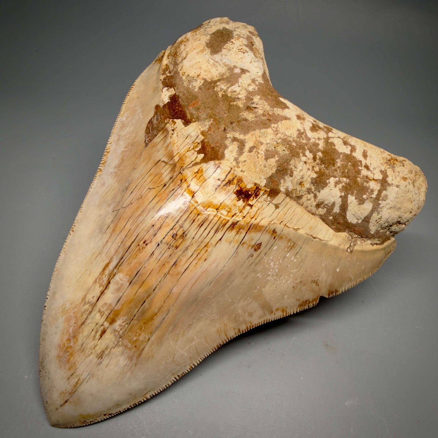 Front Right View Authentic, Collector's Quality 5.11″ Light colors Megalodon Tooth – West Java Indonesia CM6424 