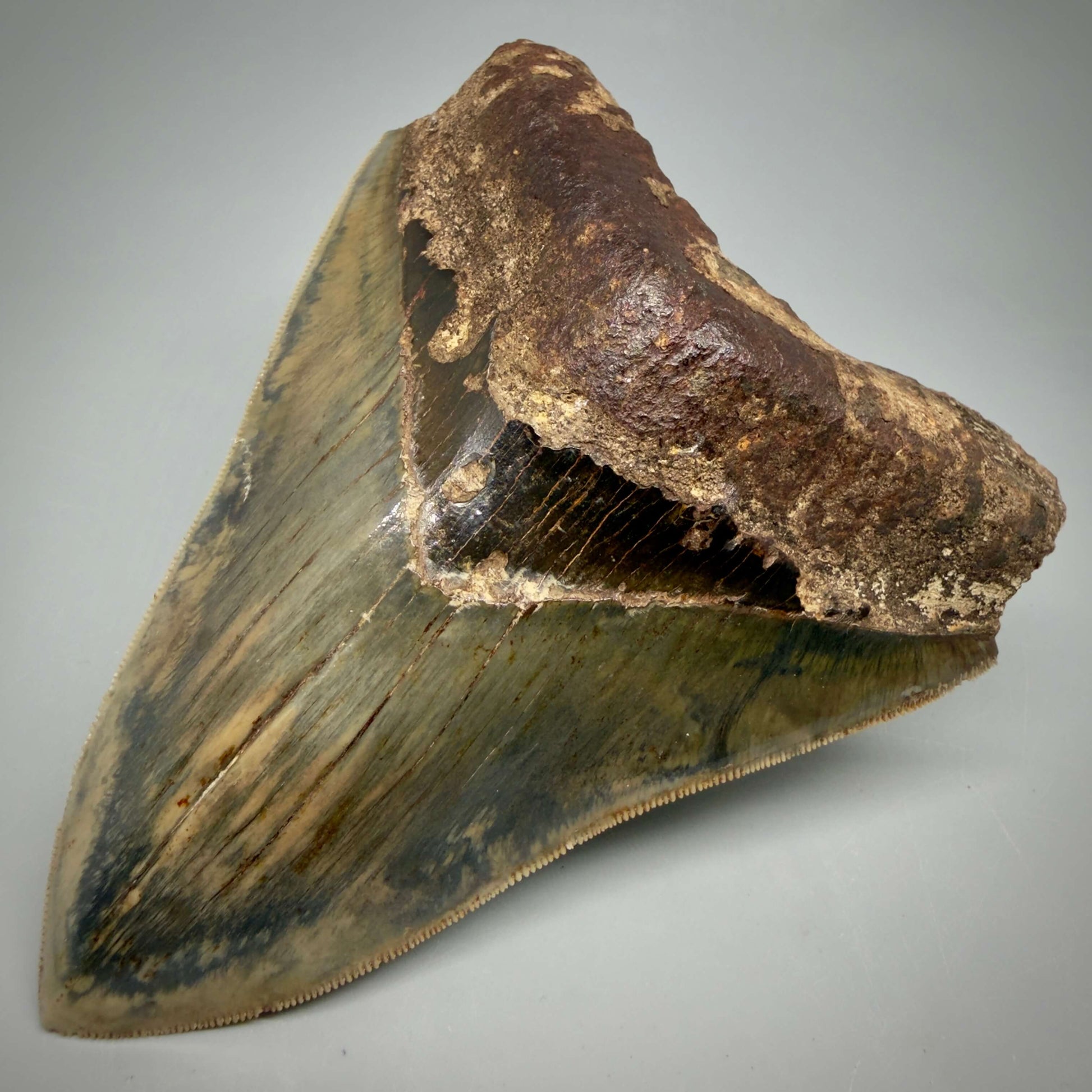 Front Right View Authentic, Collector's quality 5.25″ Colorful Megalodon Tooth – West Java Indonesia MJ181 