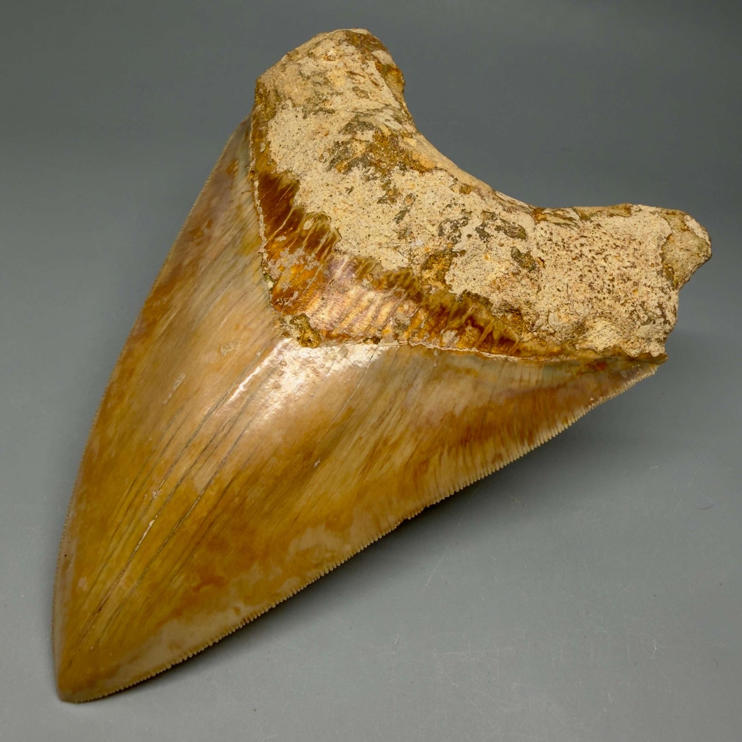 Front Right View Authentic, Collector's quality 5.83″ Colorful Megalodon Tooth – West Java Indonesia MJ183