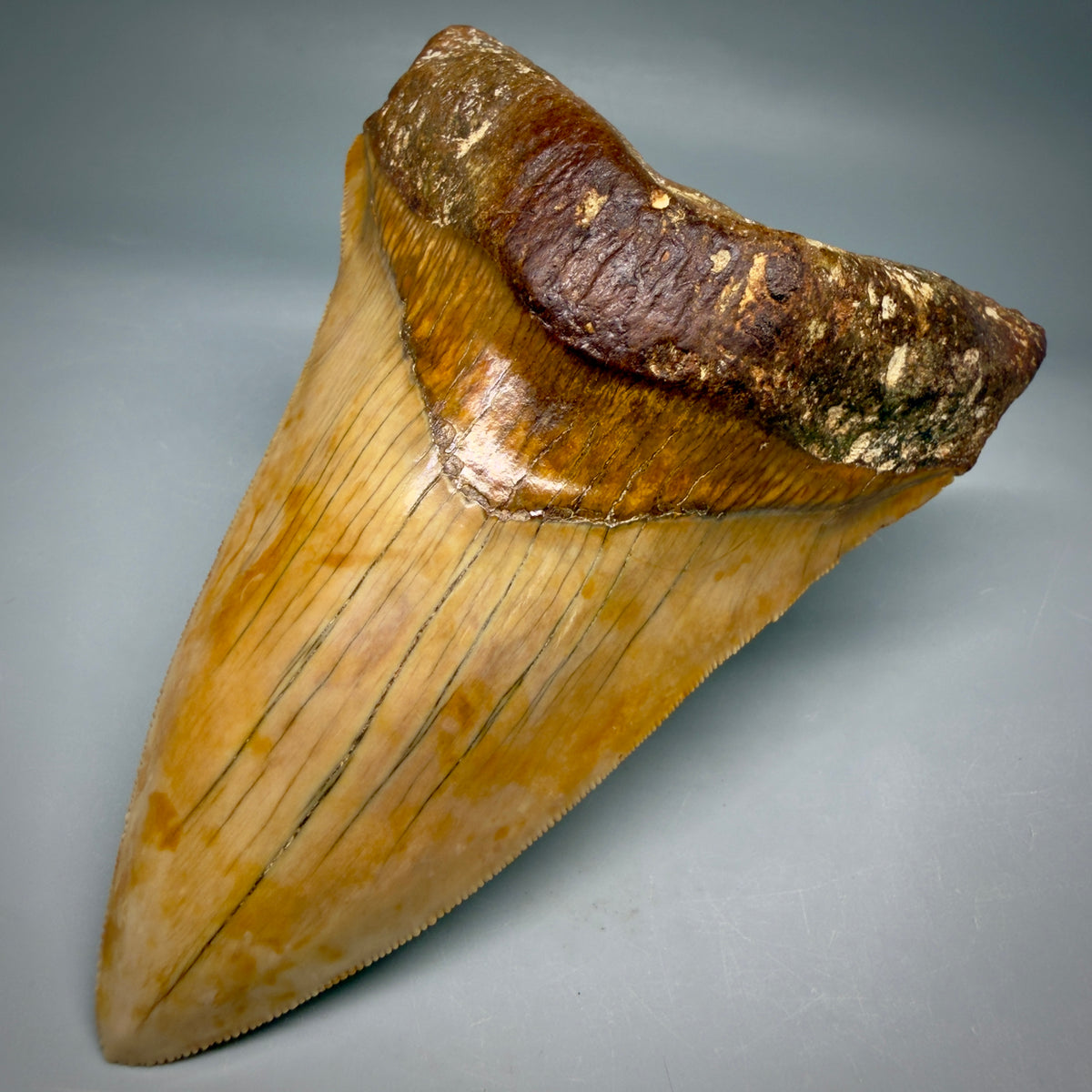 Front Right View Authentic, Collector's quality Lower 5.23″ Colorful Megalodon Tooth – West Java Indonesia megalodontooth.com CM6745 
