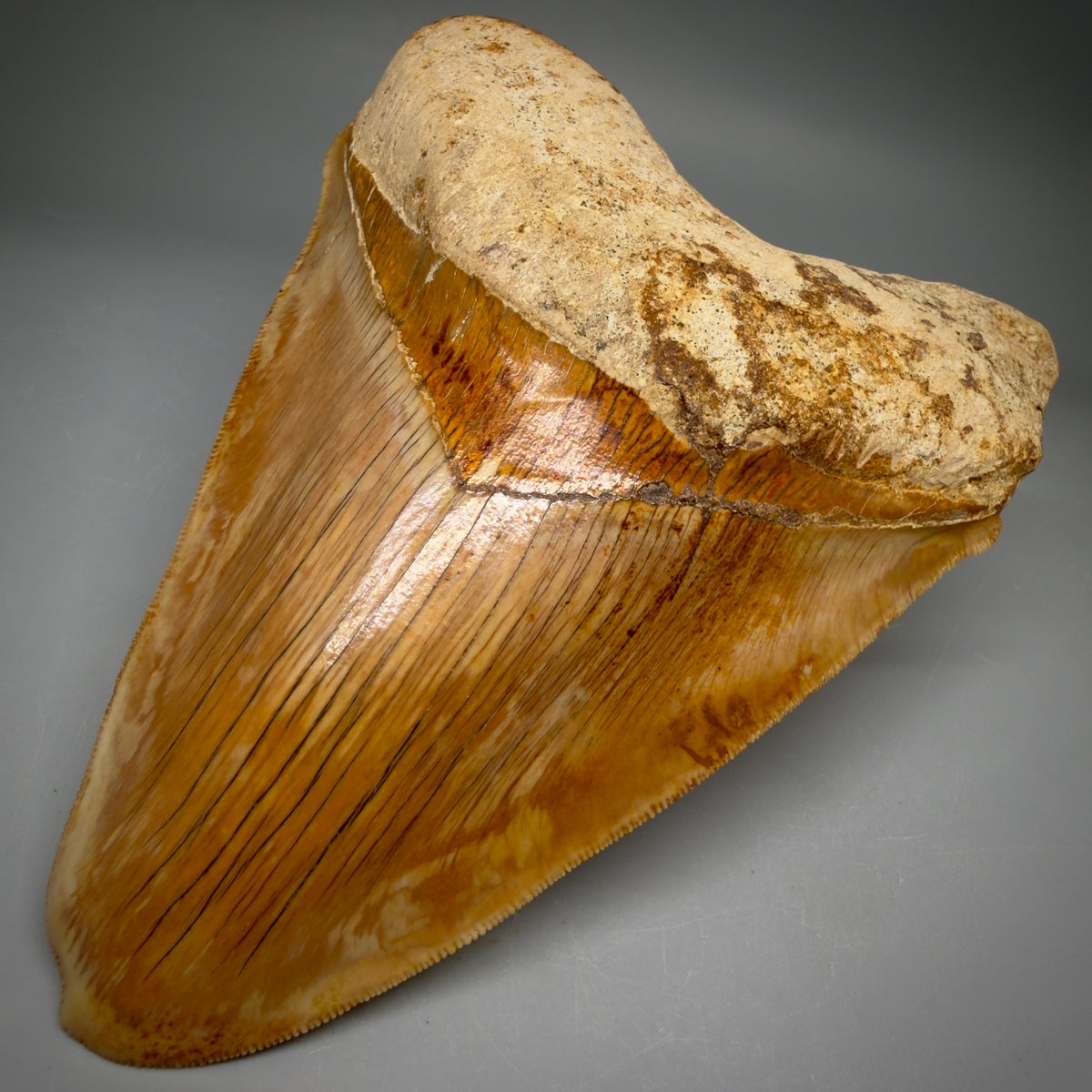 Front Right View Authentic, Collector's quality deformed 5.62″ Colorful Megalodon Tooth – West Java Indonesia megalodonteeth.com CM674