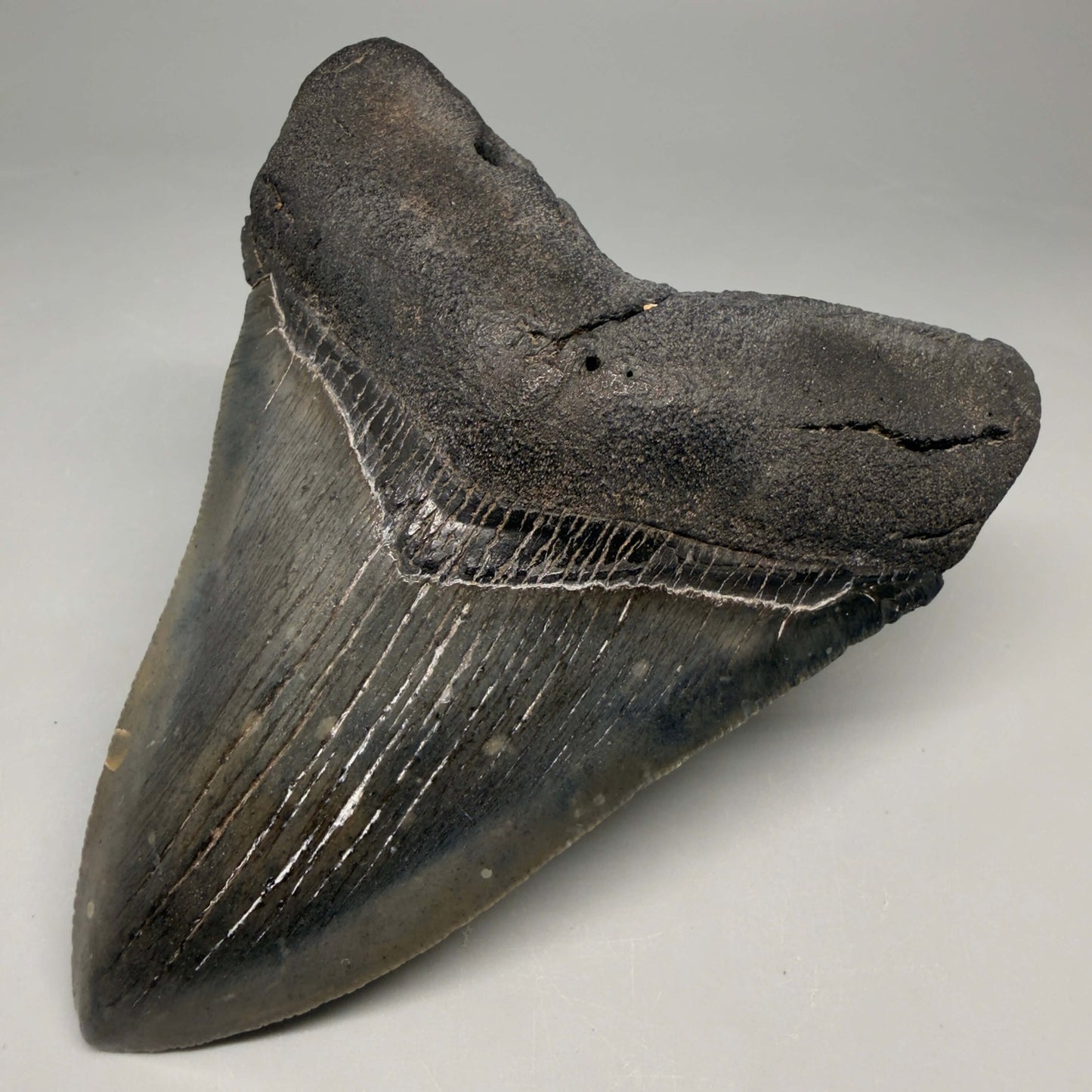 Front Right View Authentic Serrated 4.52" Megalodon Tooth from South Carolina – Great Shape CM66 72 megalodonteeth.com