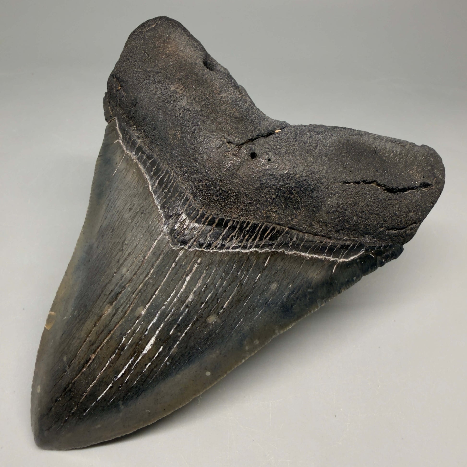 Front Right View Authentic Serrated 4.52" Megalodon Tooth from South Carolina – Great Shape CM66 72 megalodonteeth.com