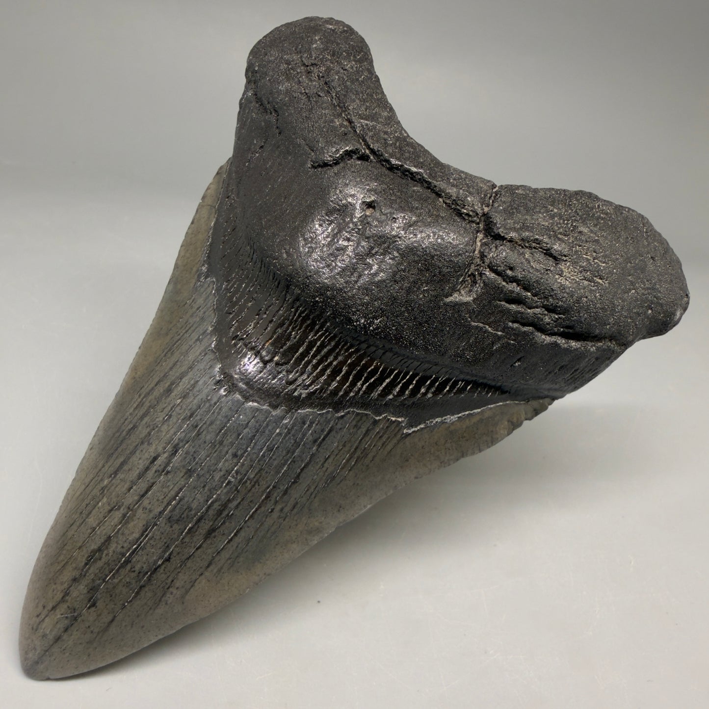 Front Right View Authentic lower 4.12" Megalodon Tooth from South Carolina – Great Shape megalodonteeth.com CM6668