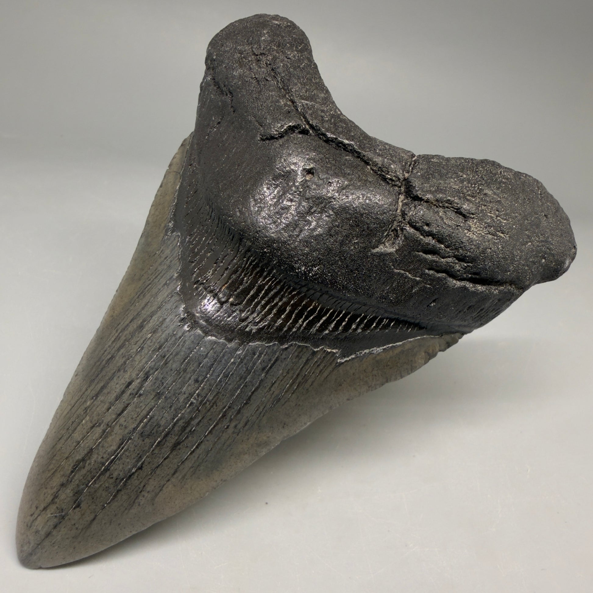 Front Right View Authentic lower 4.12" Megalodon Tooth from South Carolina – Great Shape megalodonteeth.com CM6668