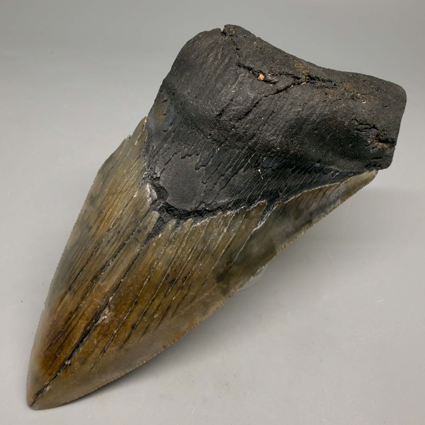 Front Right View Authentic lower 4.50" Megalodon Tooth from South Carolina – Great Shape megalodonteeth.com CM6664