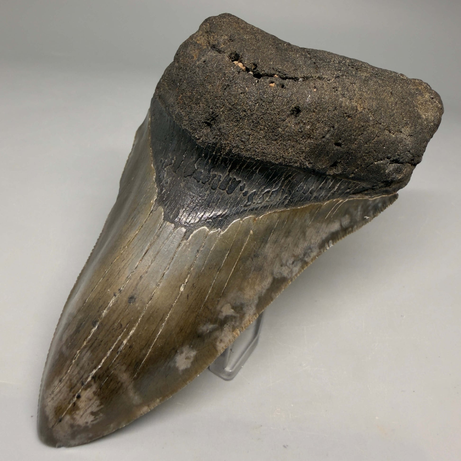 Front Right View Authentic lower 4.75" Megalodon Tooth from South Carolina – Great Shape megalodonteeth.com CM6669