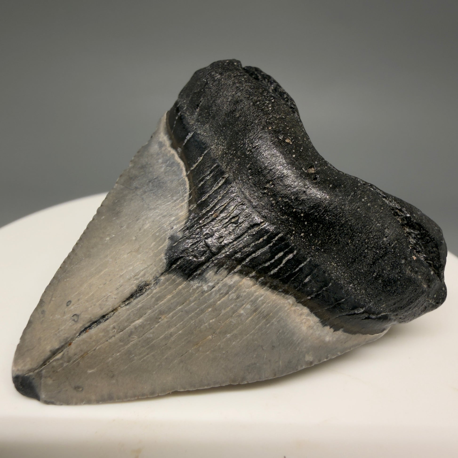 Front Right View Baby 1.72" Colorful Fossil Megalodon Tooth – South Carolina River Find | Authentic Megalodon Tooth megalodonteeth.com CM6538
