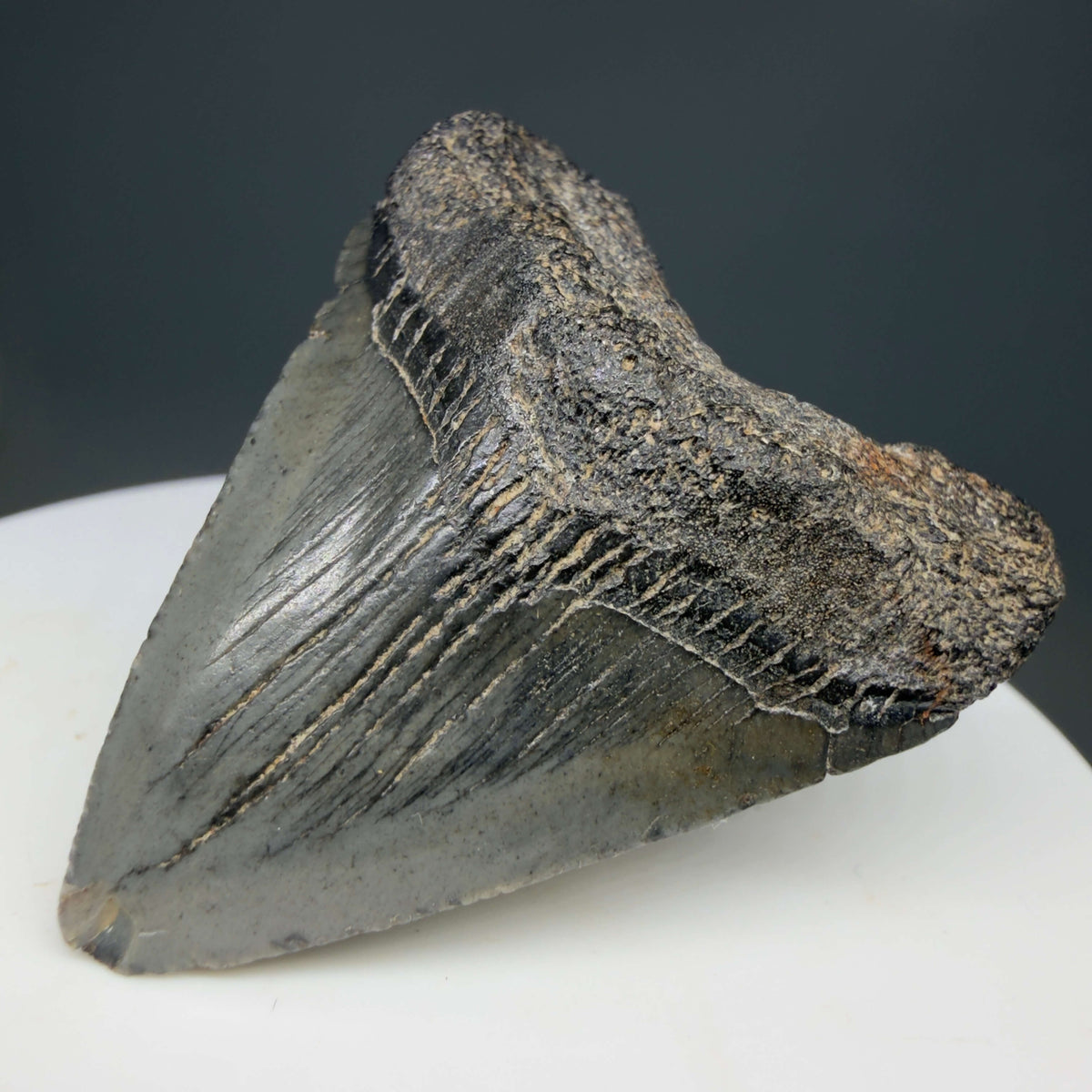 Front Right View Baby, colorful 1.68" Juvenile Fossil Megalodon Tooth – South Carolina River Find | Authentic megalodonteeth.com CM6780 