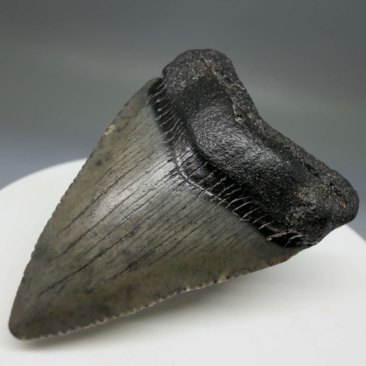 Front Right View Baby, colorful 1.78" Juvenile Fossil Megalodon Tooth – South Carolina River Find | Authentic megalodonteeth.com CM6778
