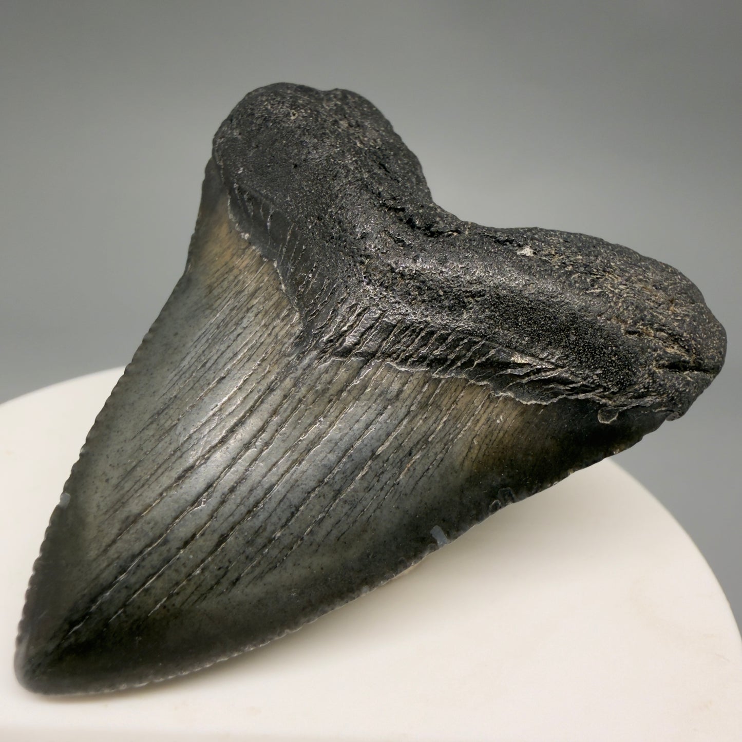 Front Right View Baby, colorful 2.13" Juvenile Fossil Megalodon Tooth – South Carolina River Find | Authentic megalodonteeth.com CM6548