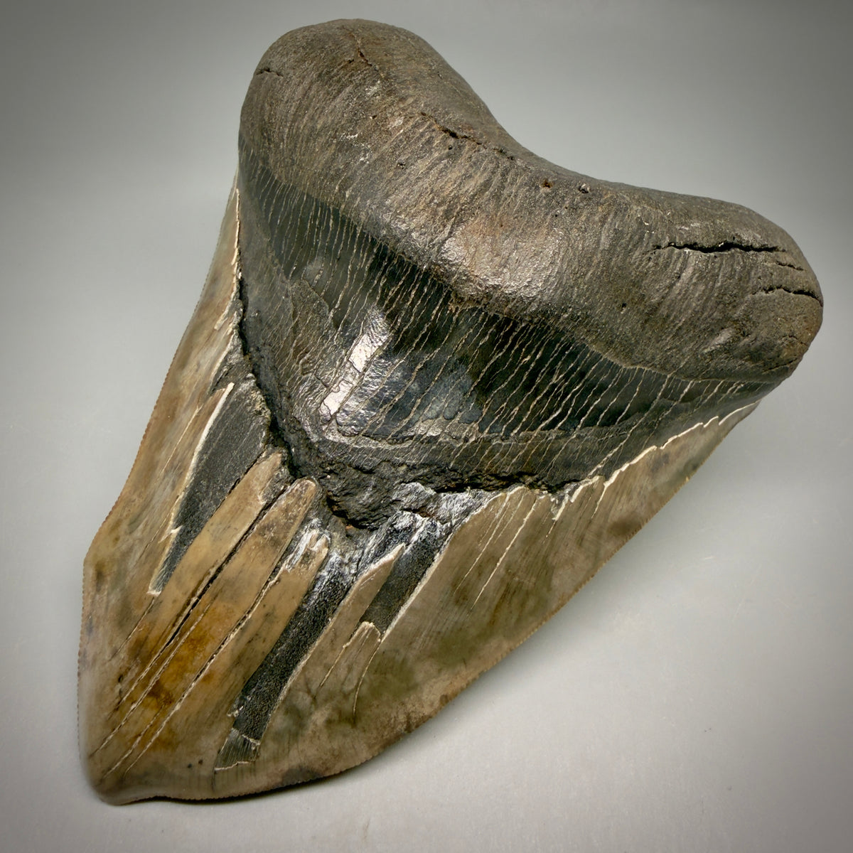 Front Right View Beautiful, Deformed, serrated 5.56" Fossil Megalodon Tooth - South Carolina megalodonteeth.com CM6600
