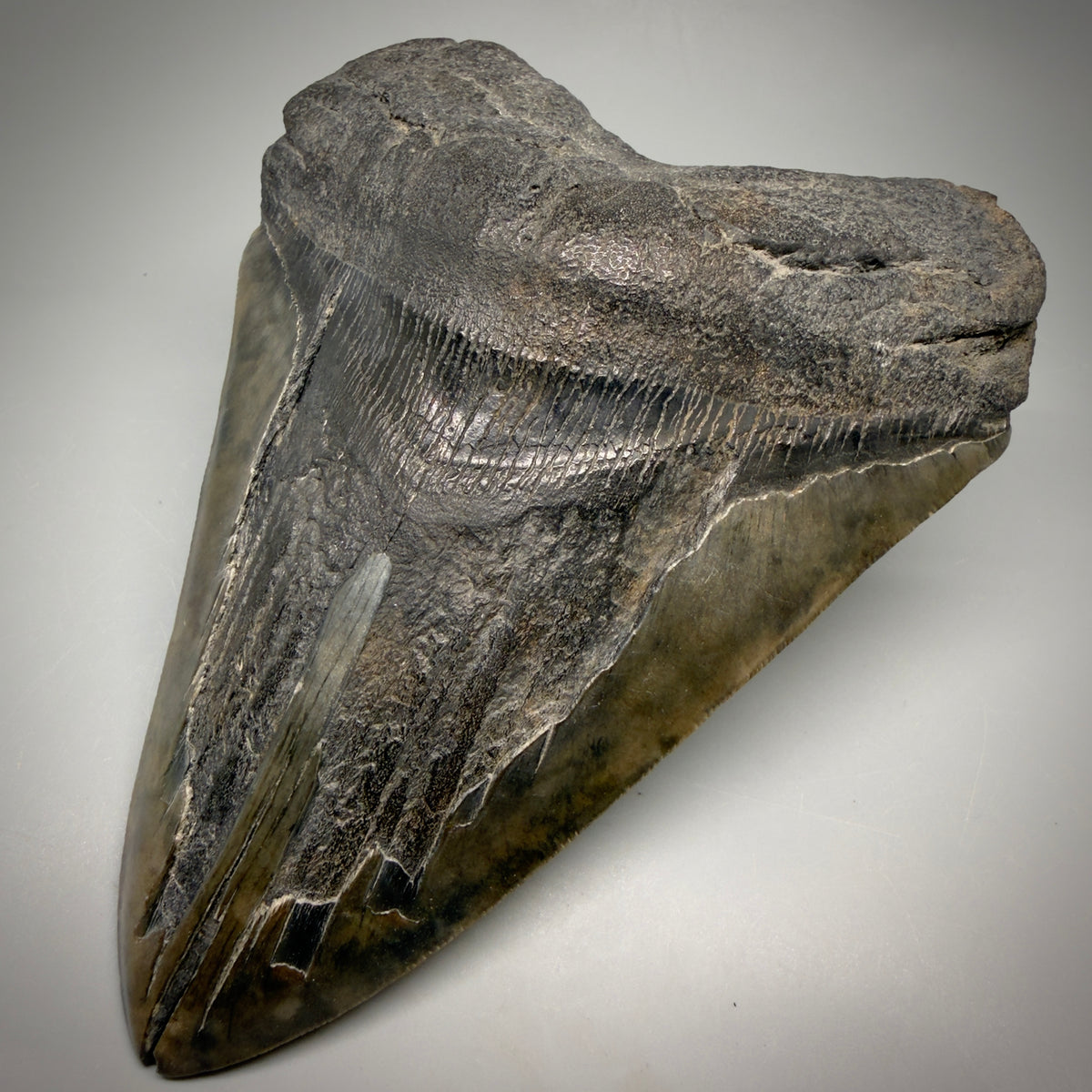Front Right View Beautiful, Large 5.98" Fossil Megalodon Tooth - South Carolina megalodonteeth.com CM6602 