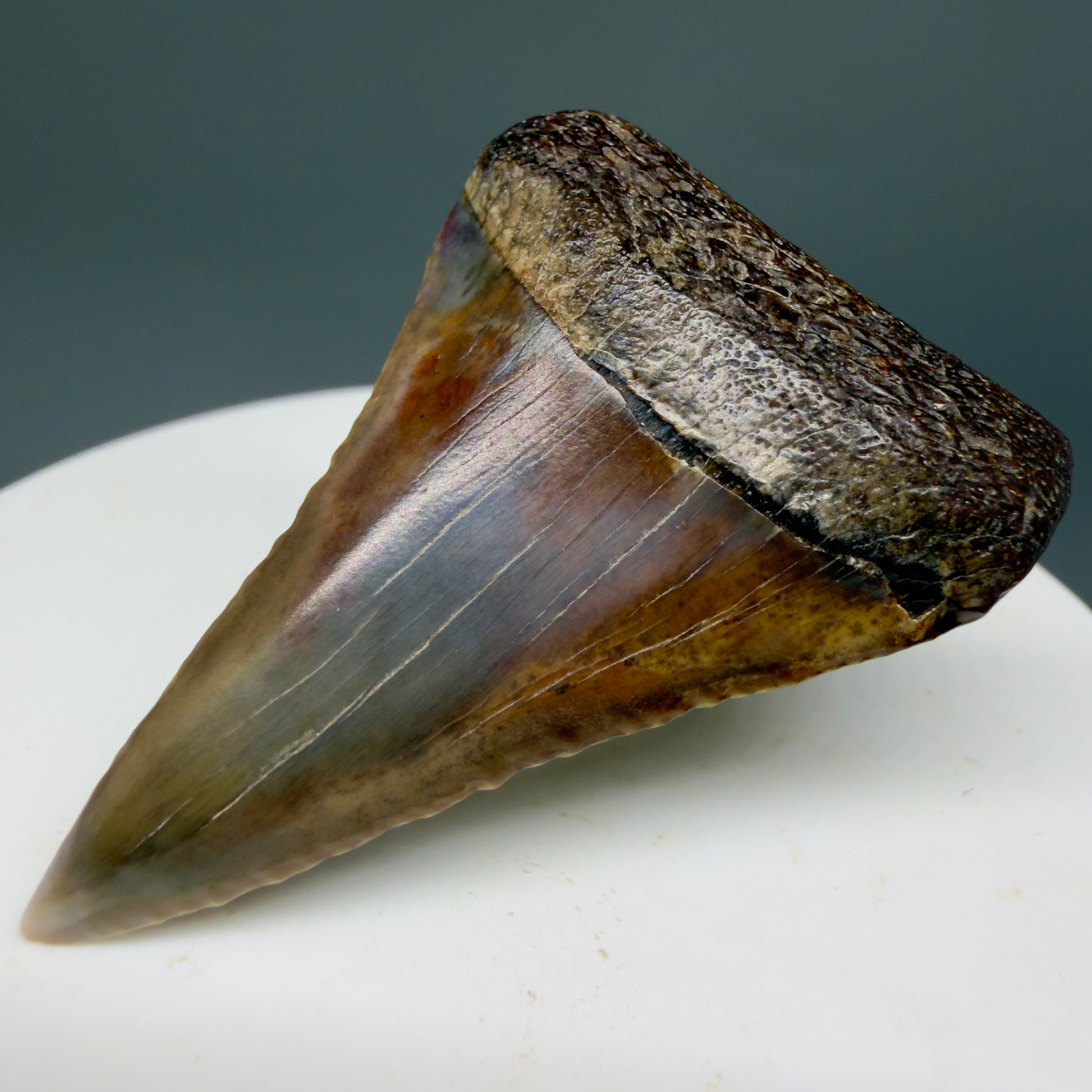 Front Right View Beautiful, colorful 1.79" long Fossil Great White Tooth from the deserts of Peru GW1359