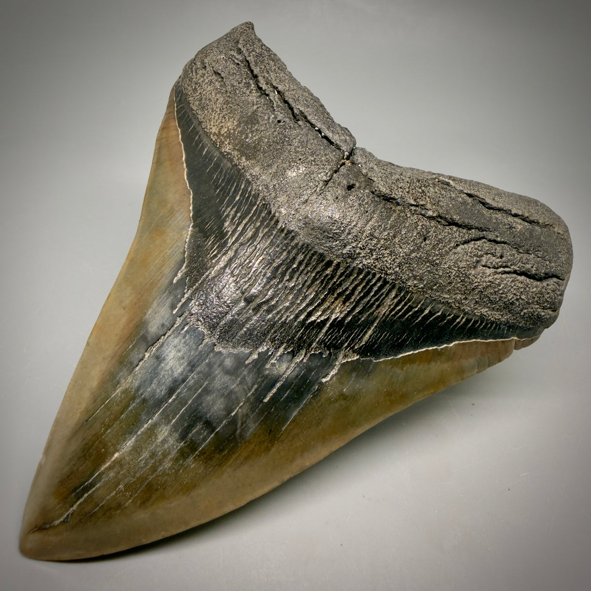 Front Right View Beautiful, colorful 5.21" Fossil Megalodon Tooth - South Carolina megalodonteeth.com CM6596