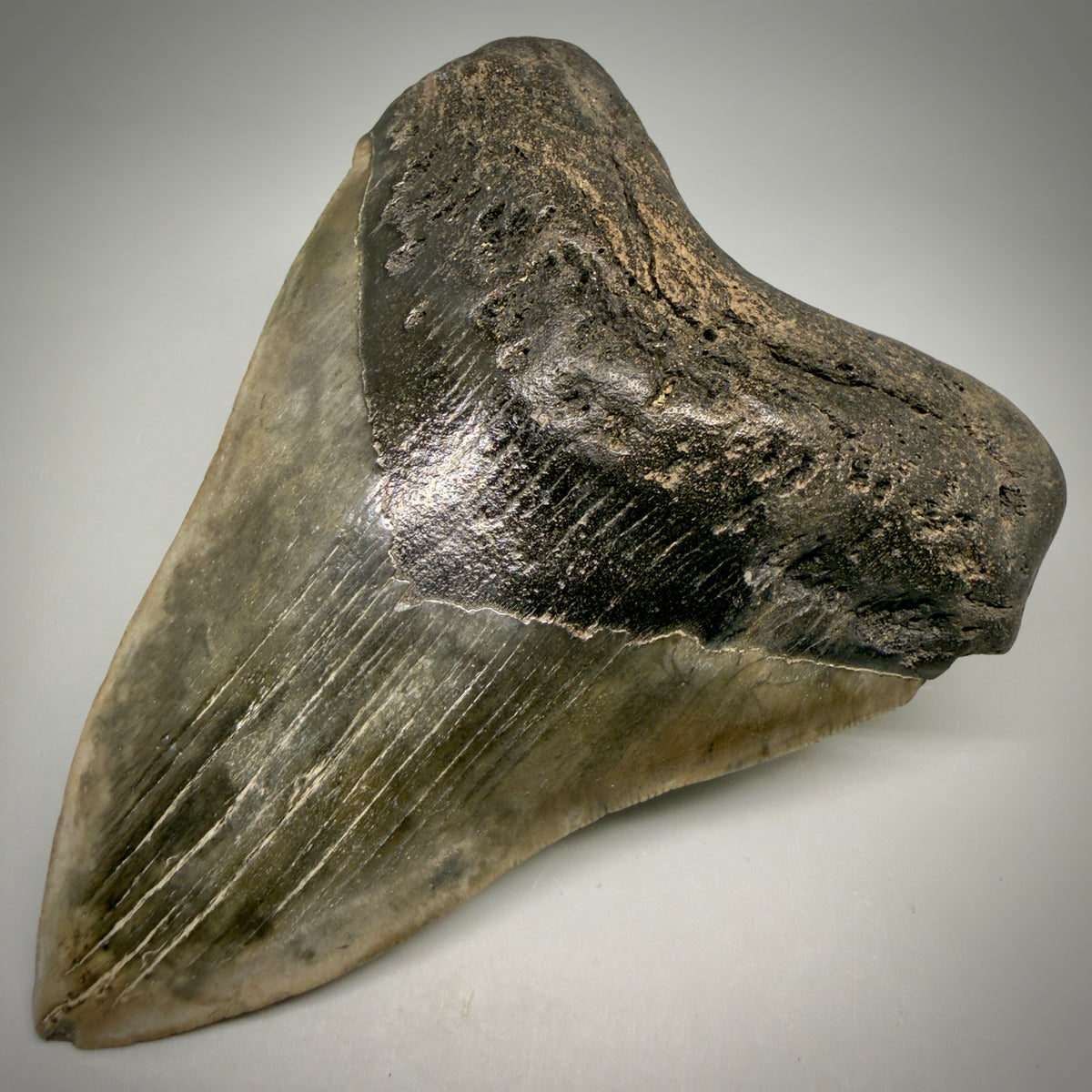 Front Right View Beautiful, heart-shaped 5.12" Fossil Megalodon Tooth - South Carolina megalodonteeth.com CM6597