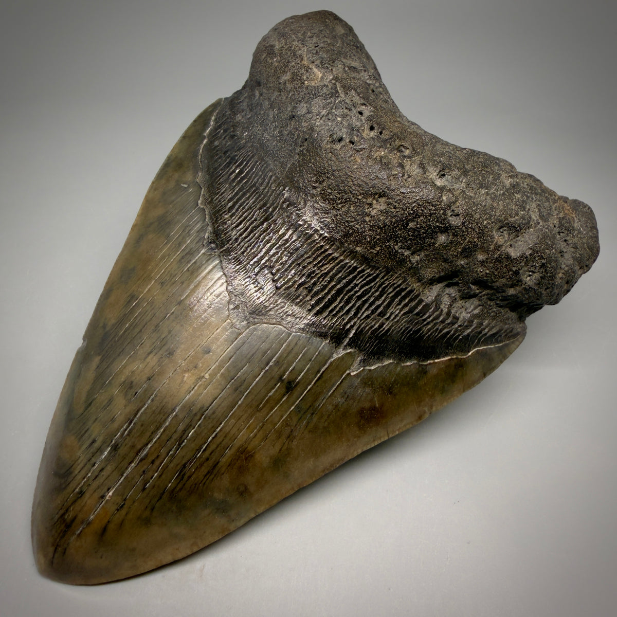 Front Right View Beautiful, heart-shaped 5.58" Fossil Megalodon Tooth - South Carolina megalodonteeth.com CM6599