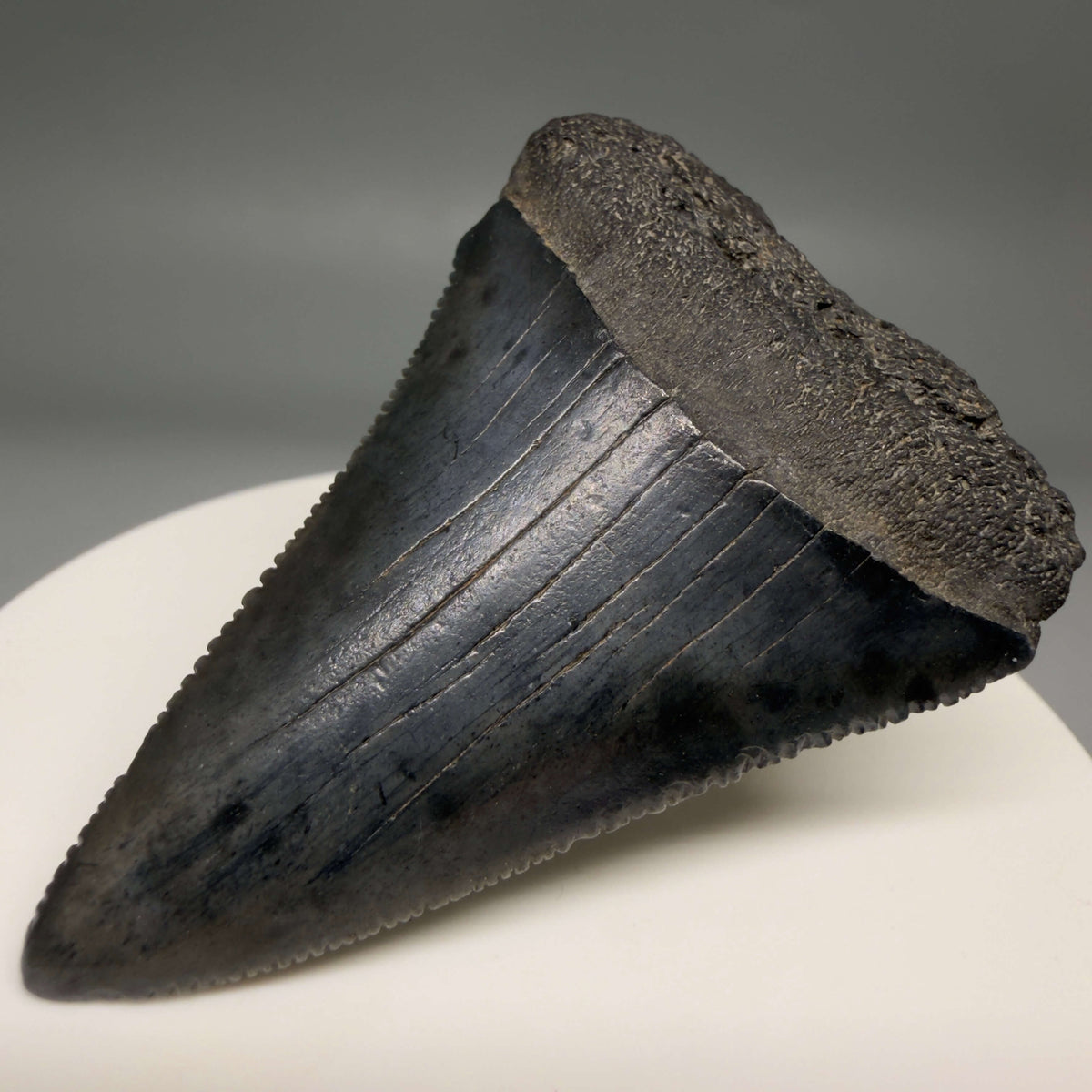 Front Right View Beautiful, serrated 2.13" Fossil Great White Shark Tooth - South Carolina megalodonteeth.com GW1388