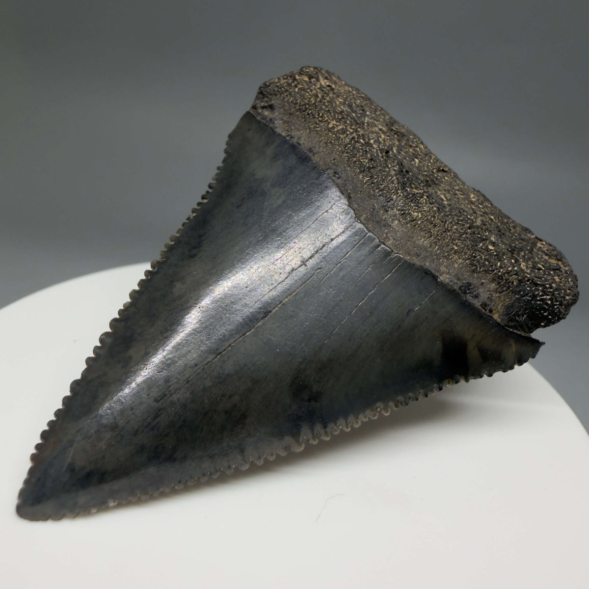 Front Right View Beautiful, serrated 2.22" Fossil Great White Shark Tooth - South Carolina megalodonteeth.com GW1390