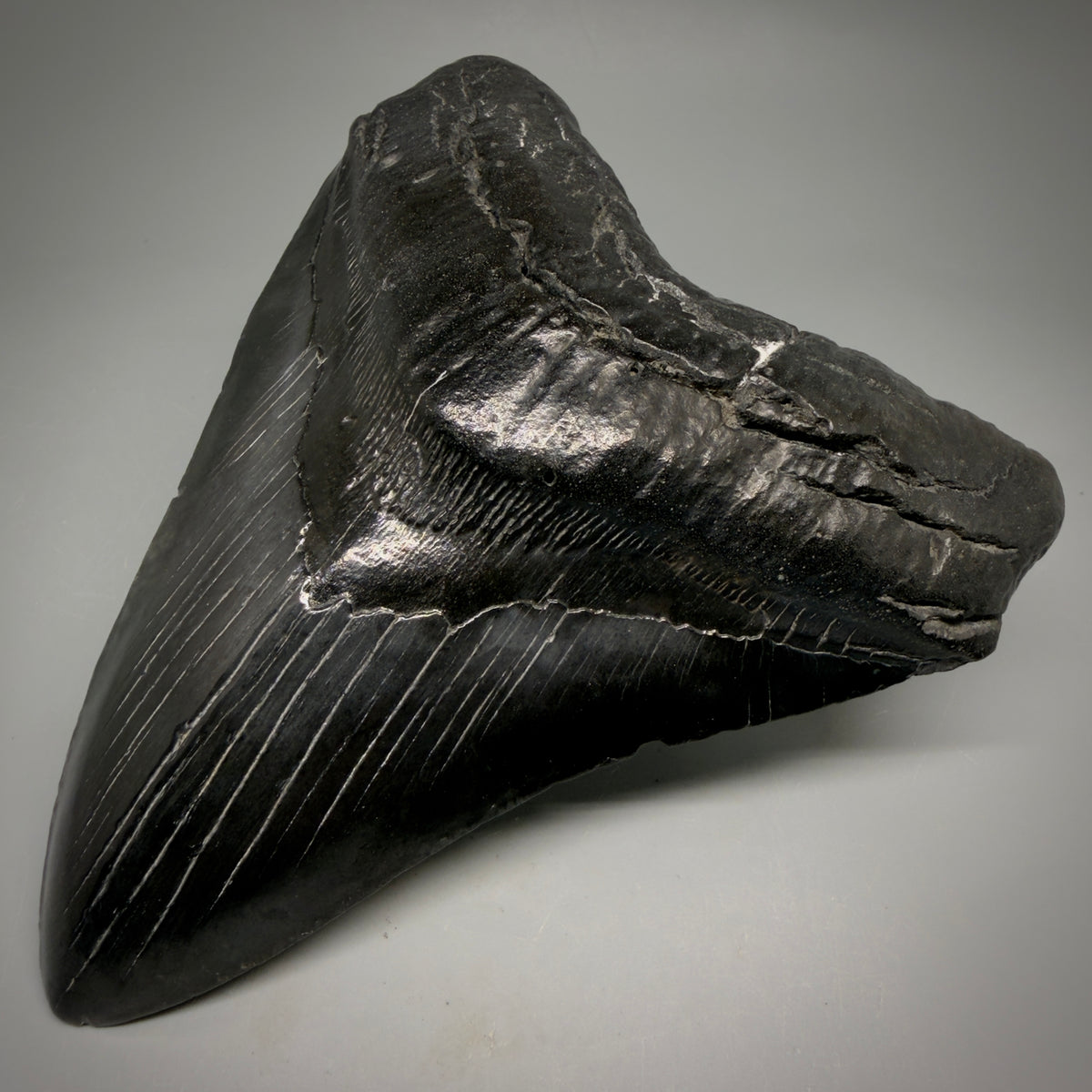 Front Right View Black, Large 5.75" Fossil Megalodon Tooth - South Carolina megalodonteeth.com CM6601 